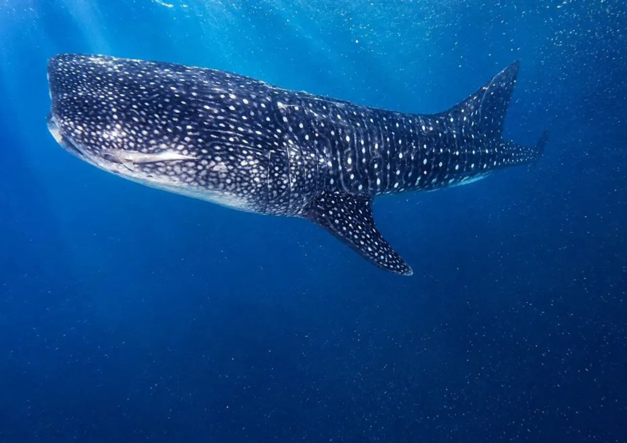 Boracay: Premium Whale Shark Tour with Free Underwater Media 2