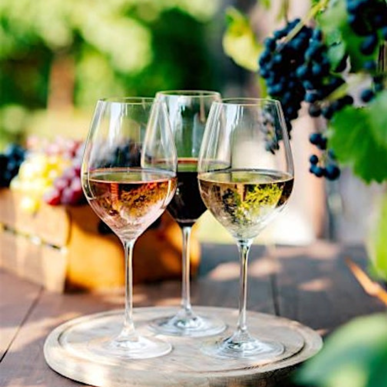 Kakheti Wine Region, Signagi & Family Winery Tour 2