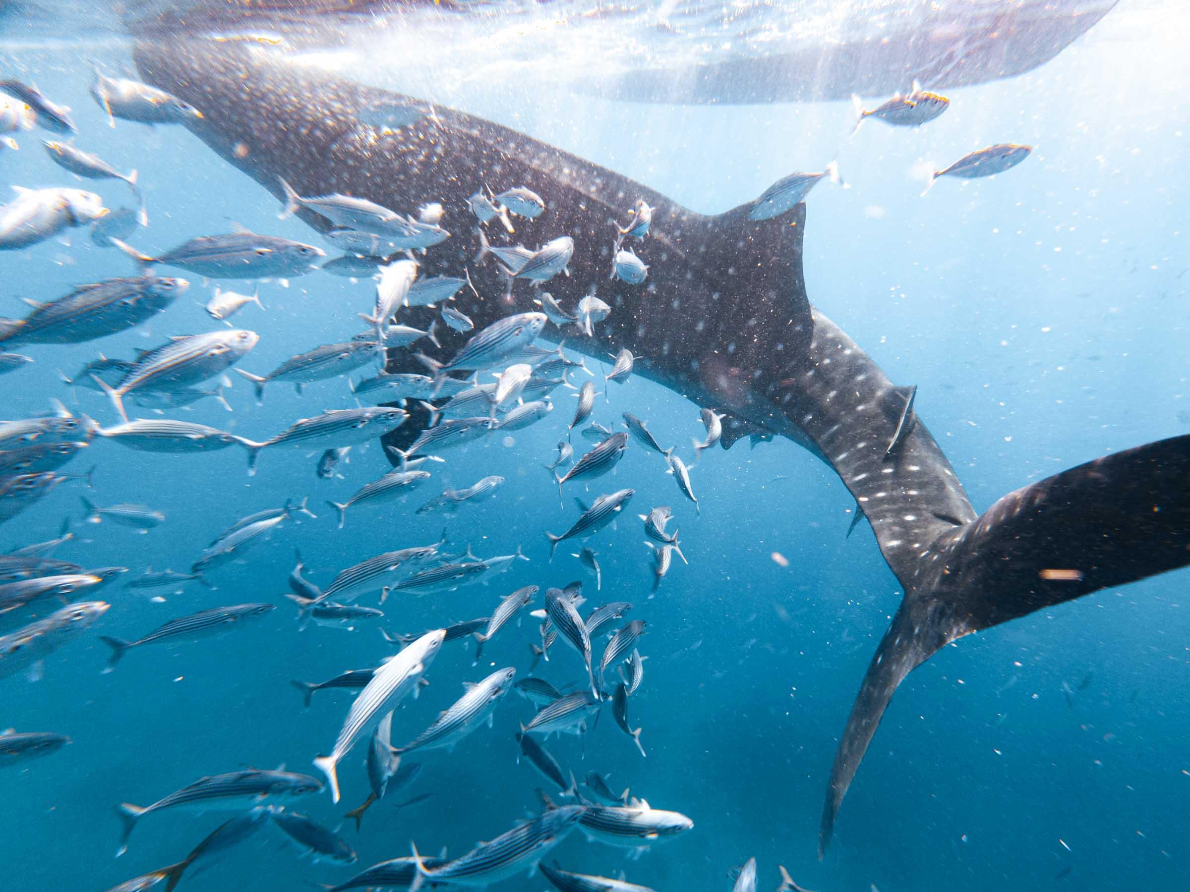 Oslob Whale Shark from Dumaguete City 3