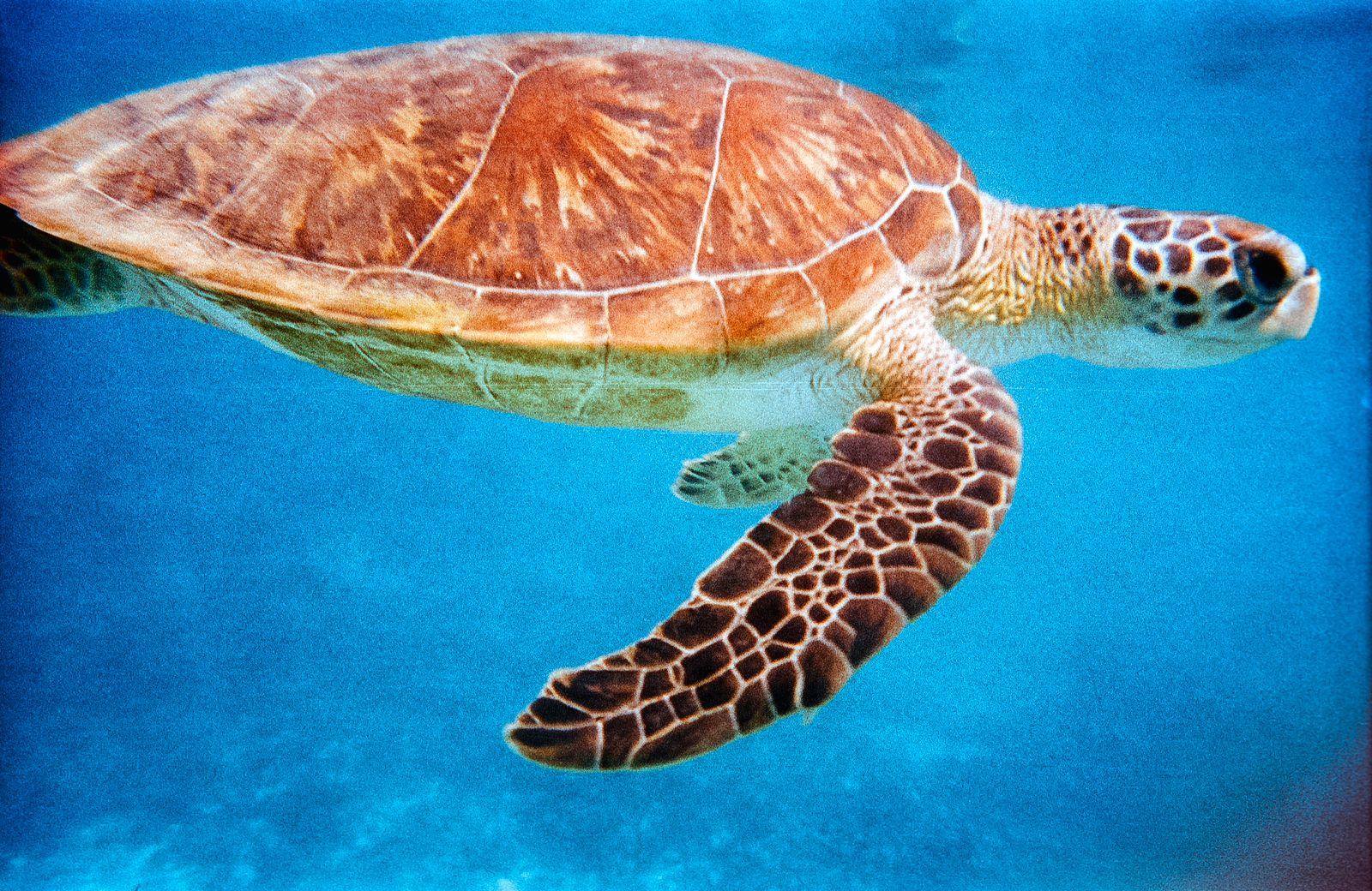 From Muscat: Daymaniyat Islands Turtle-Spotting Snorkel Tour 3