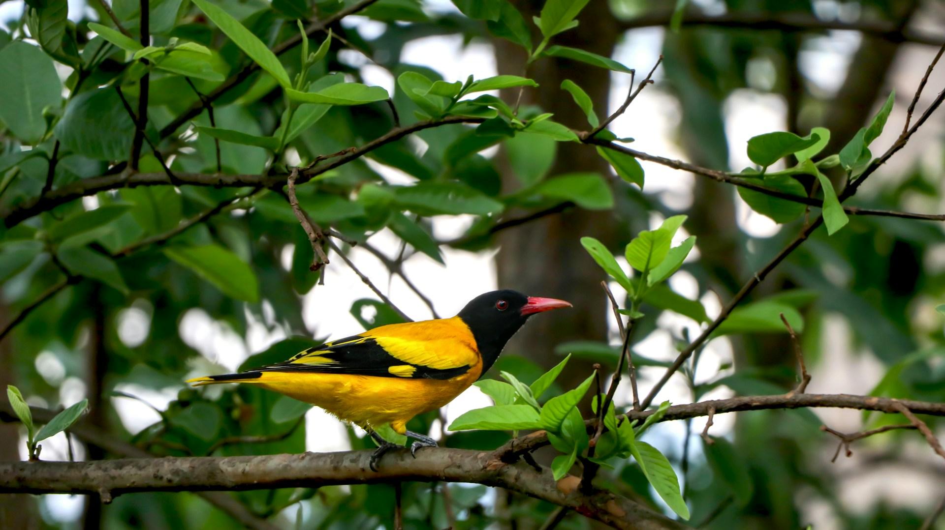 From Kathmandu: Private Phulchowki Birdwatching Day Tour 2
