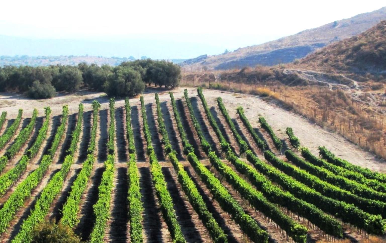 Wineries of Central Israel private tour 3