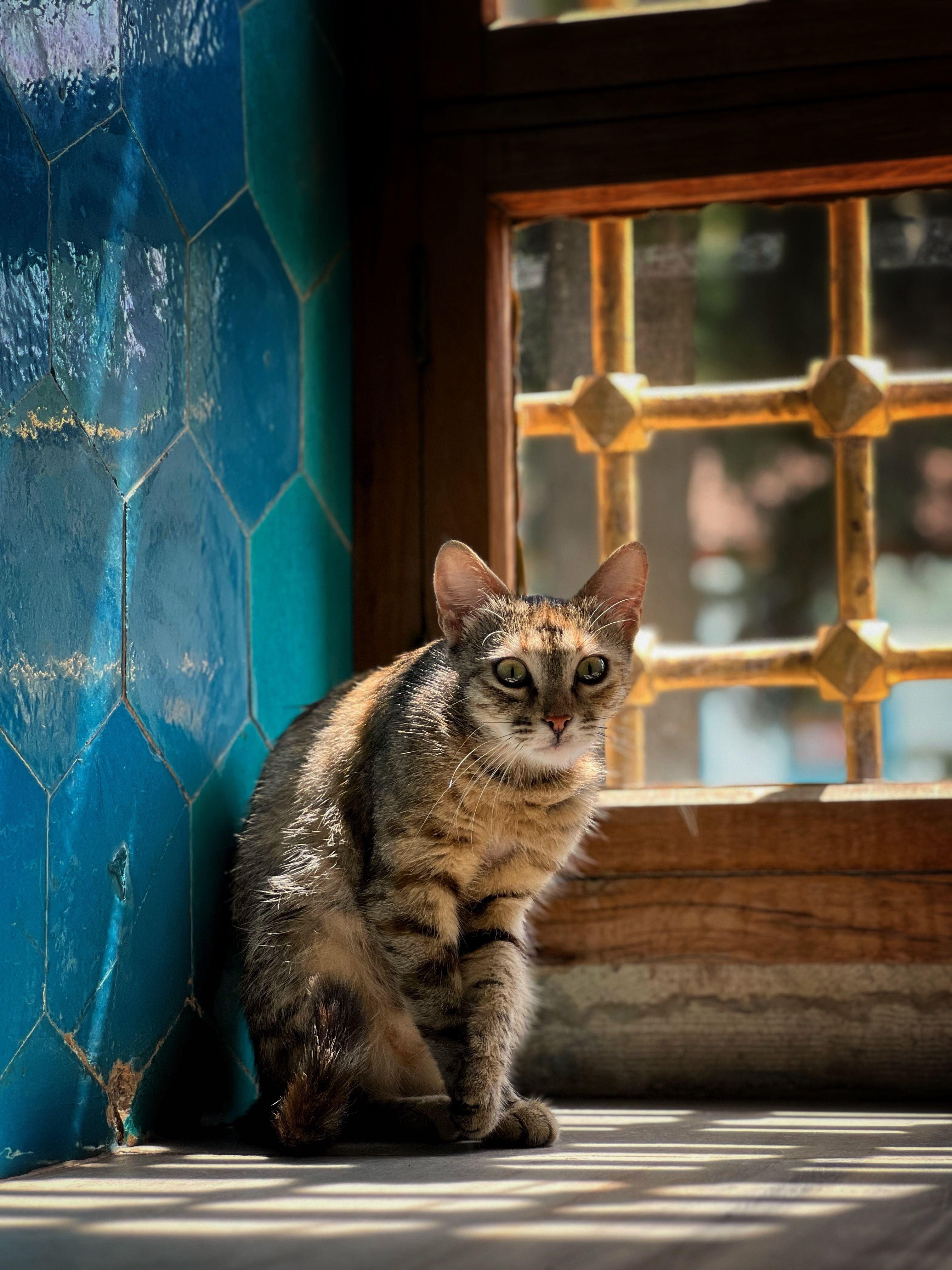 Istanbul: Topkapi Palace Complete Tour (Harem & Hagia Irene) 3