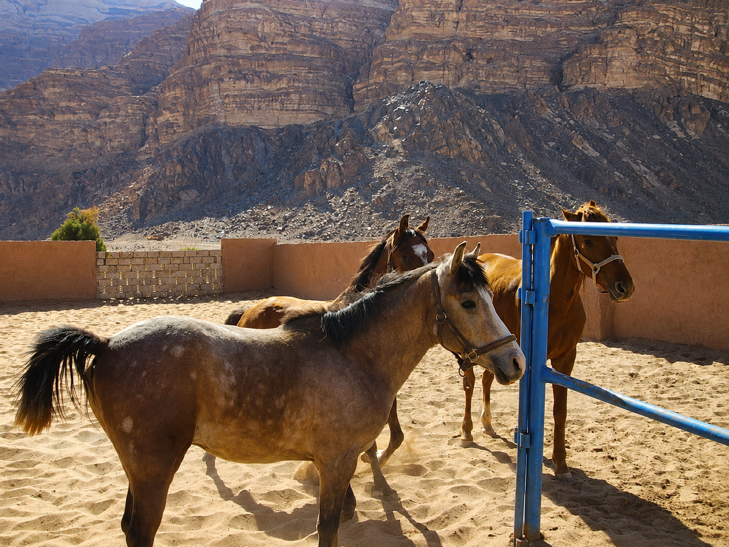 Horseback Riding, Bedouin Dinner & Party I Wadi Rum 4 Hours 3
