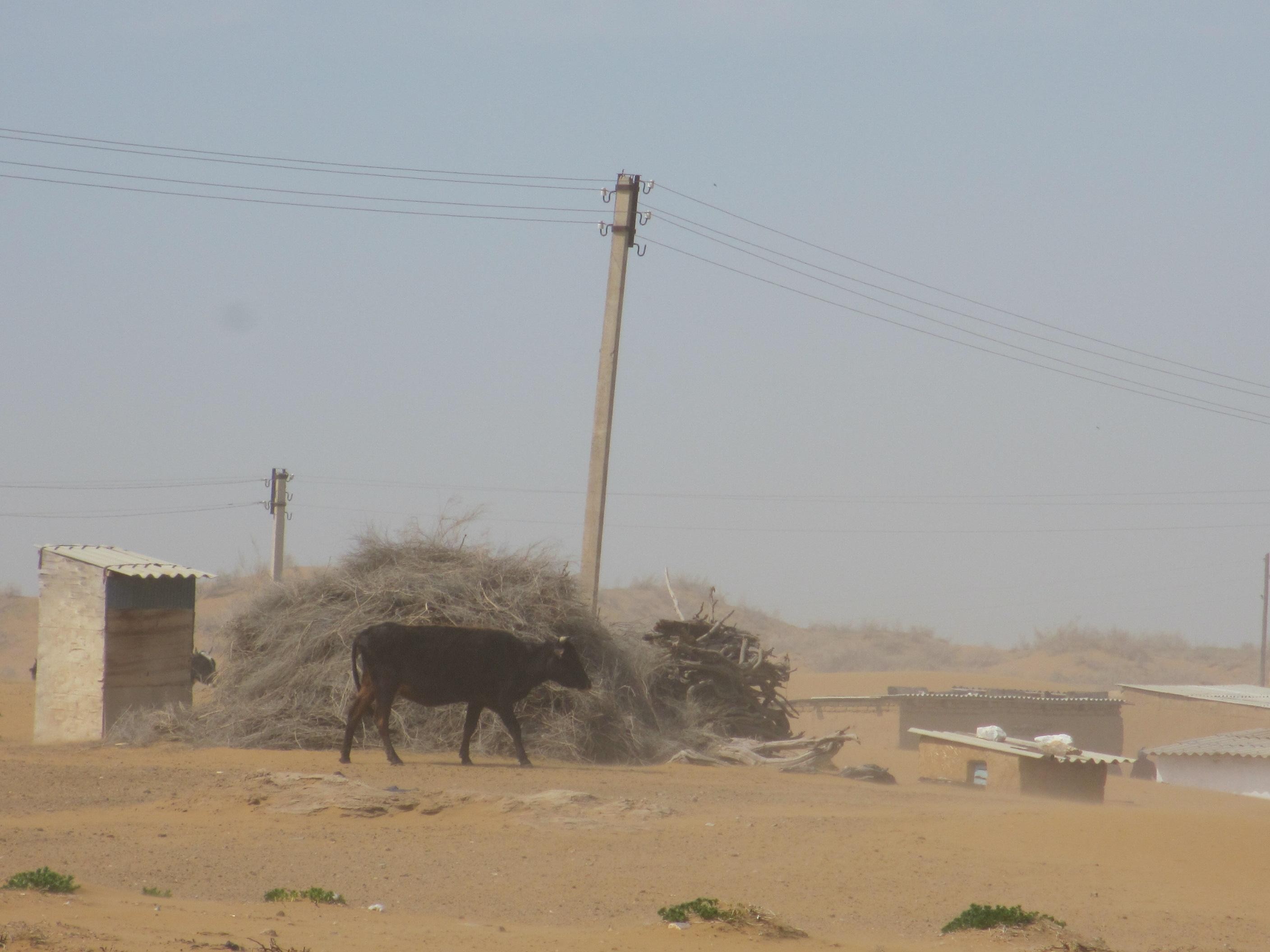 Bukhara/Samarkand: Nurata, Aydarkul Lake & Desert Day Trip 2