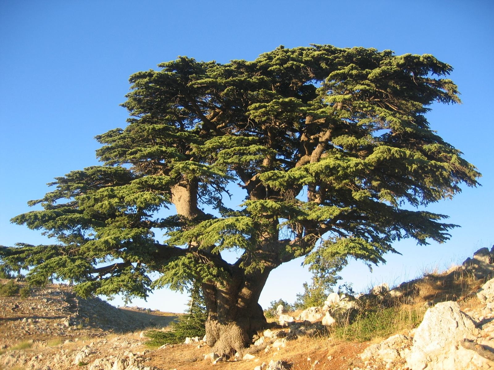 Beirut: Full-Day Guided Tour with Jeita Grotto & Harissa 2