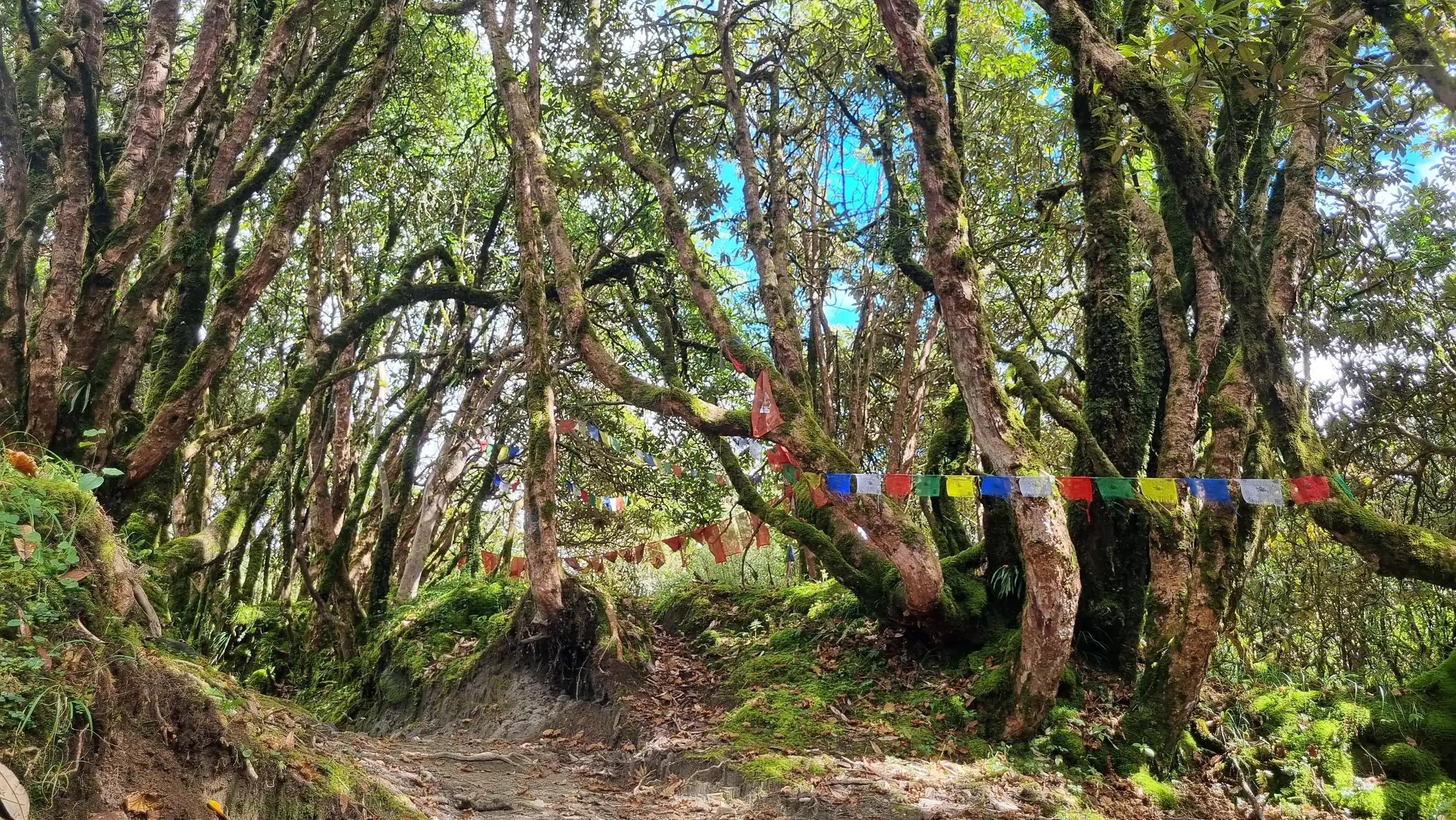 Pokhara: 4-Day Private Mardi Himal Base Camp Trek at 4500M 2