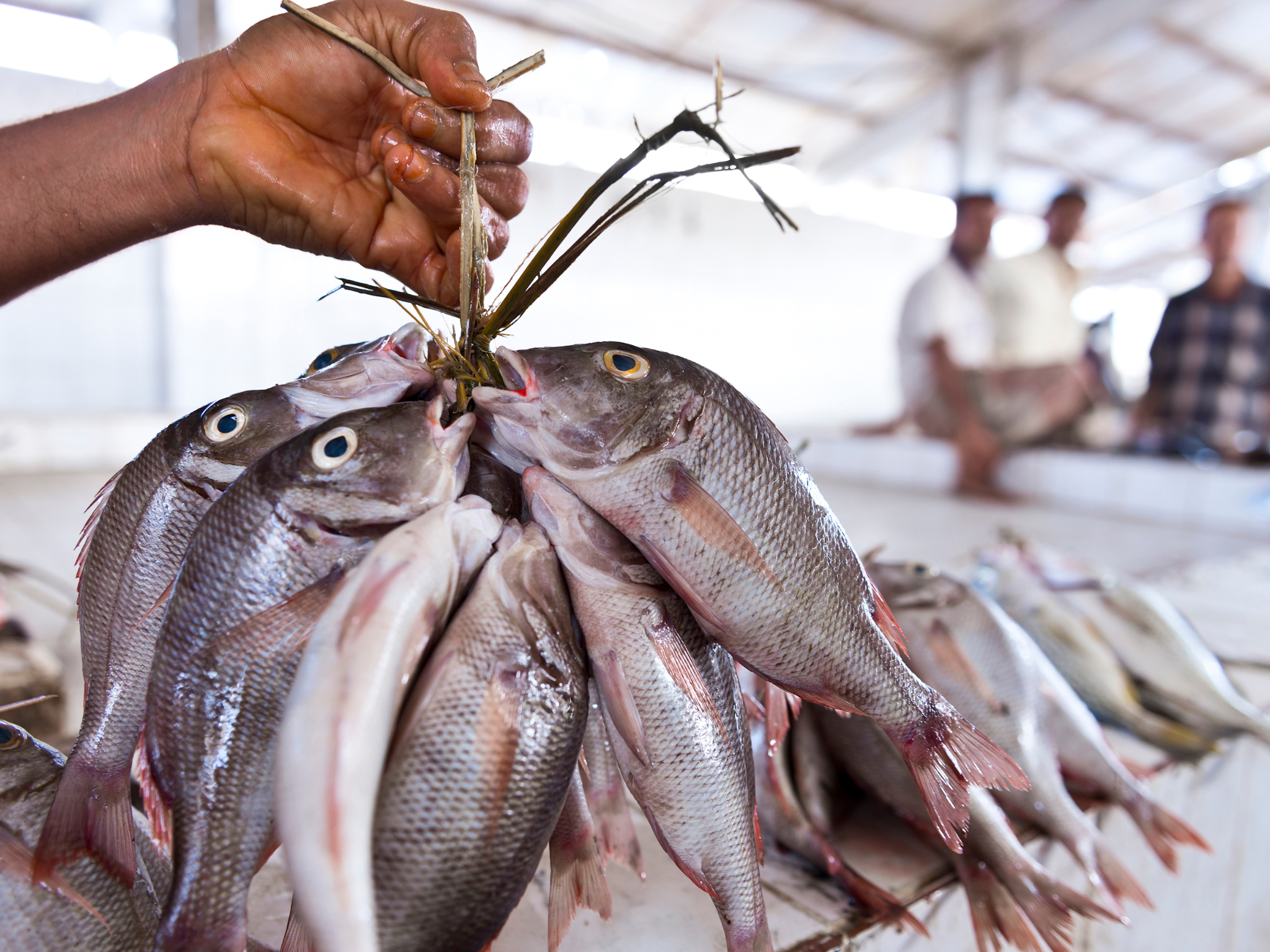 Muscat Marvels: Luxury Tour with Customizable Itinerary 2