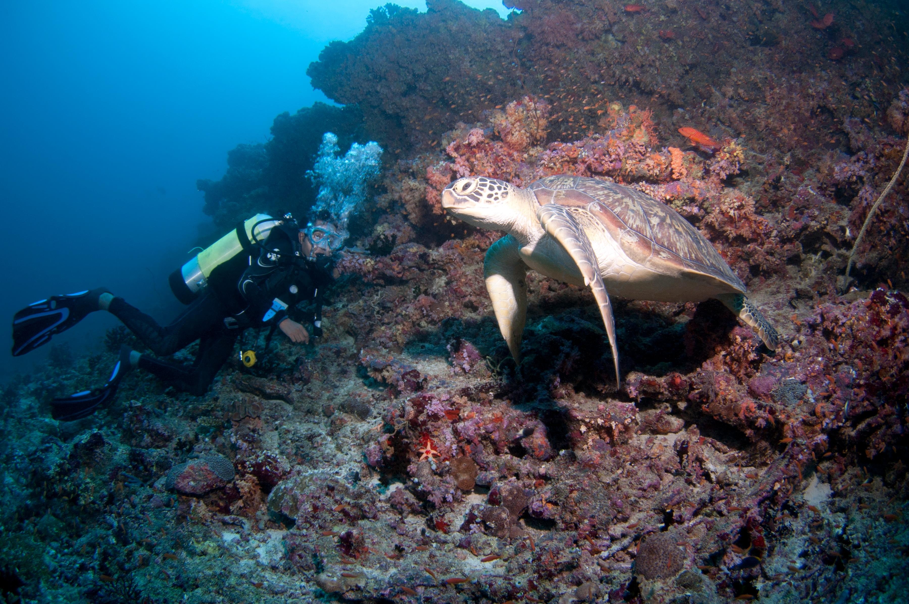 Maldives: Beginner Scuba Dive with Shallow-Water Training 2