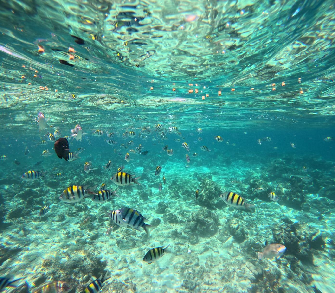 Cebu: San Vicente Marine Sanctuary Snorkeling Tour 2