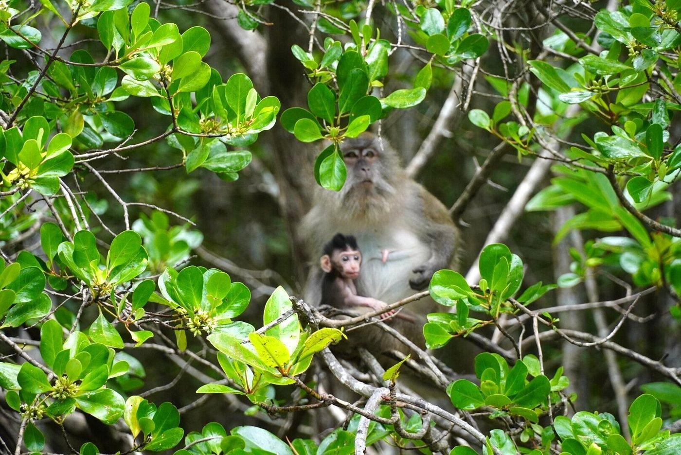 Langkawi UNESCO Geopark Mangrove Cruise 3