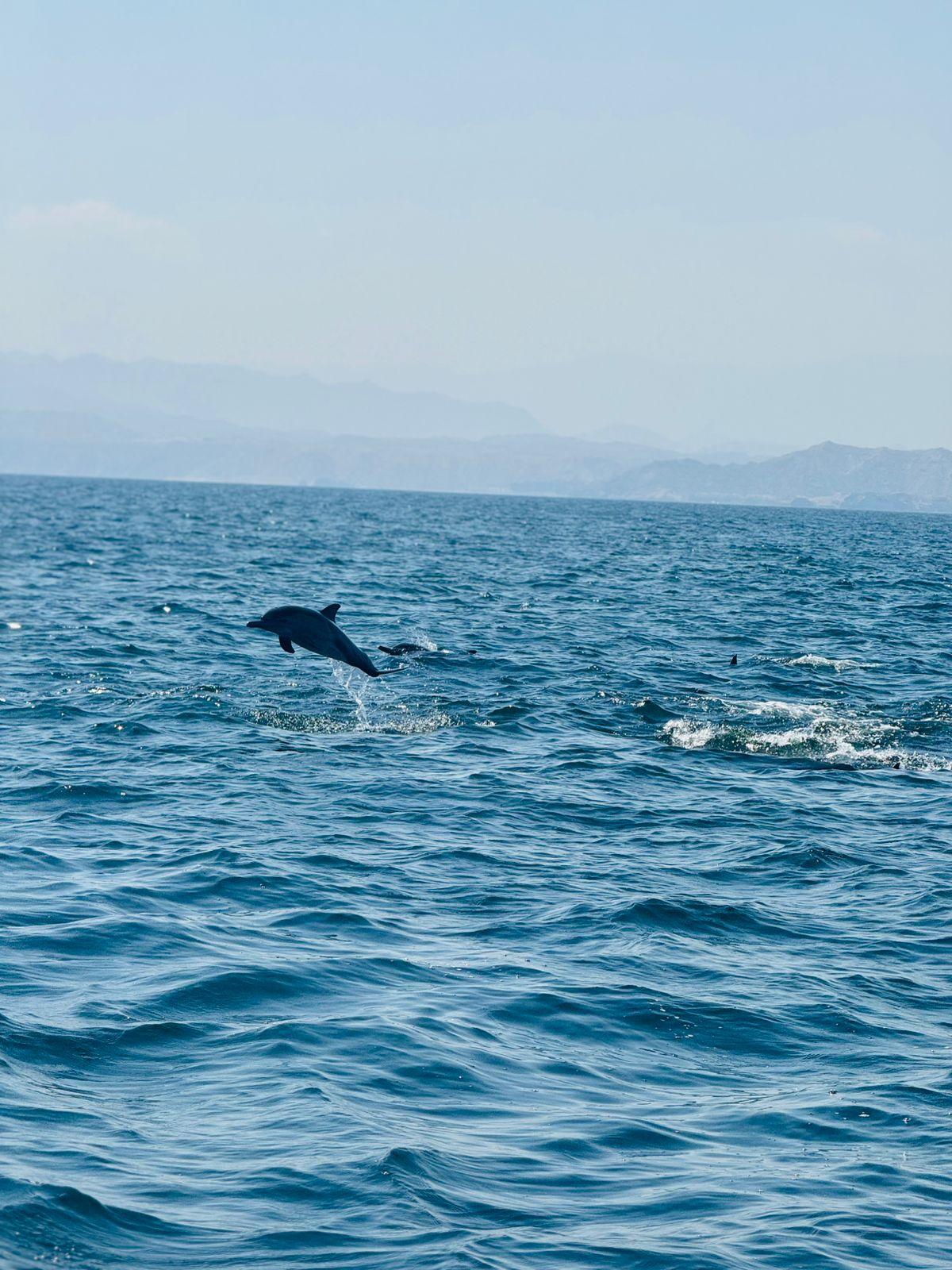 Muscat: Dolphin Watching Boat Tour 3