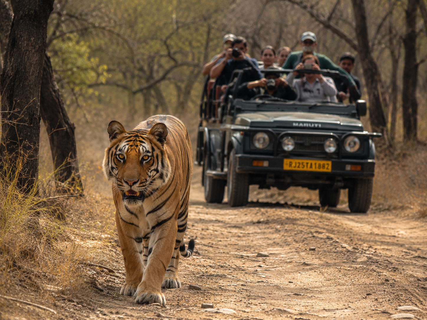 From Delhi: 3-Day Taj Mahal & Ranthambore Tiger Safari Tour 2