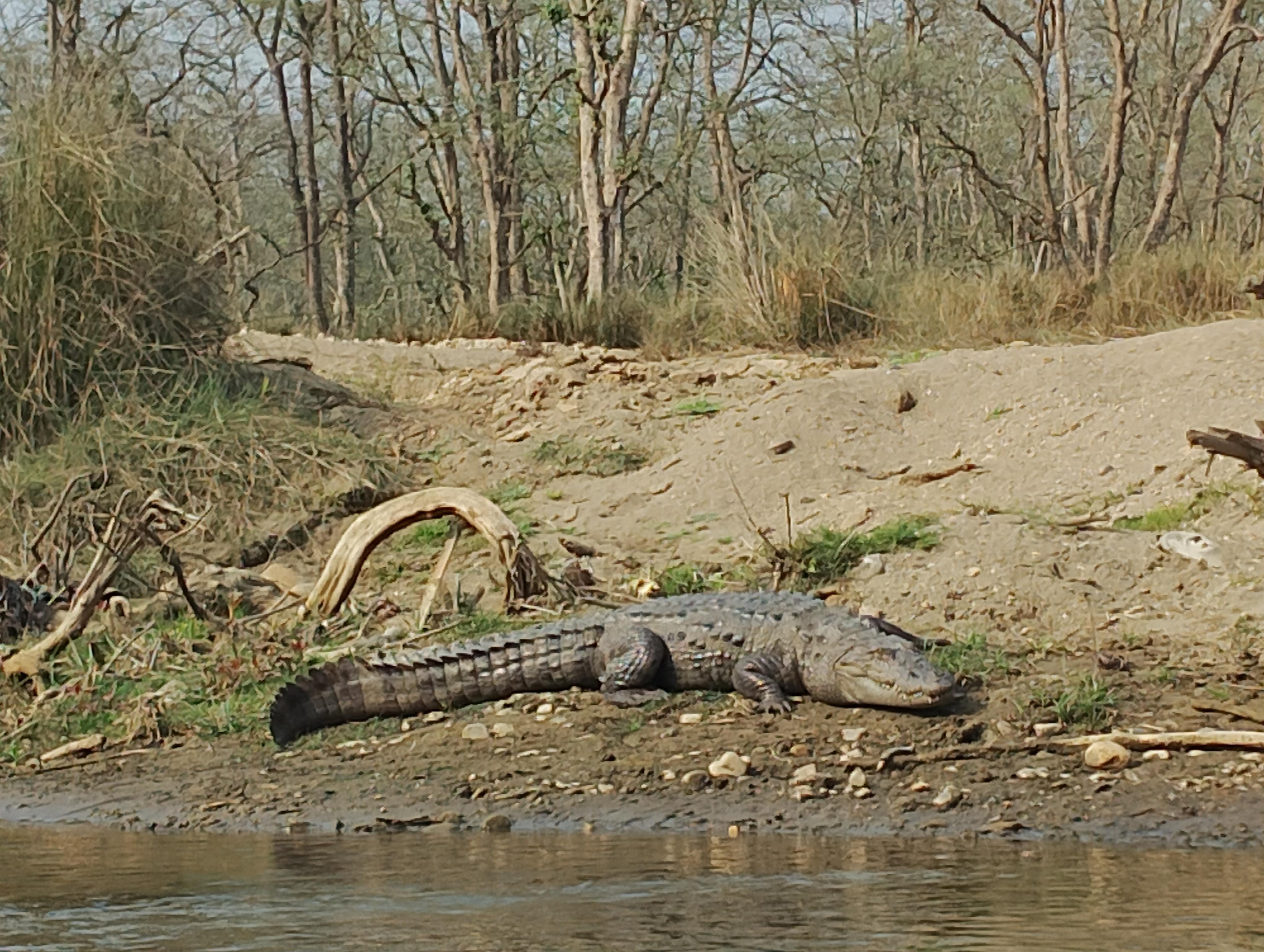 From Kathmandu or Pokhara: 4-Day Chitwan National Park Tour 3