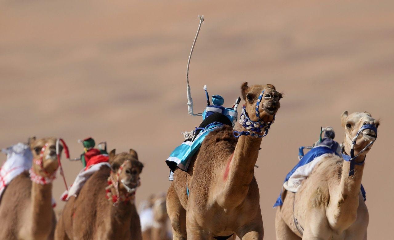 Doha: Camel Race Track and West Coast Private Tour 2