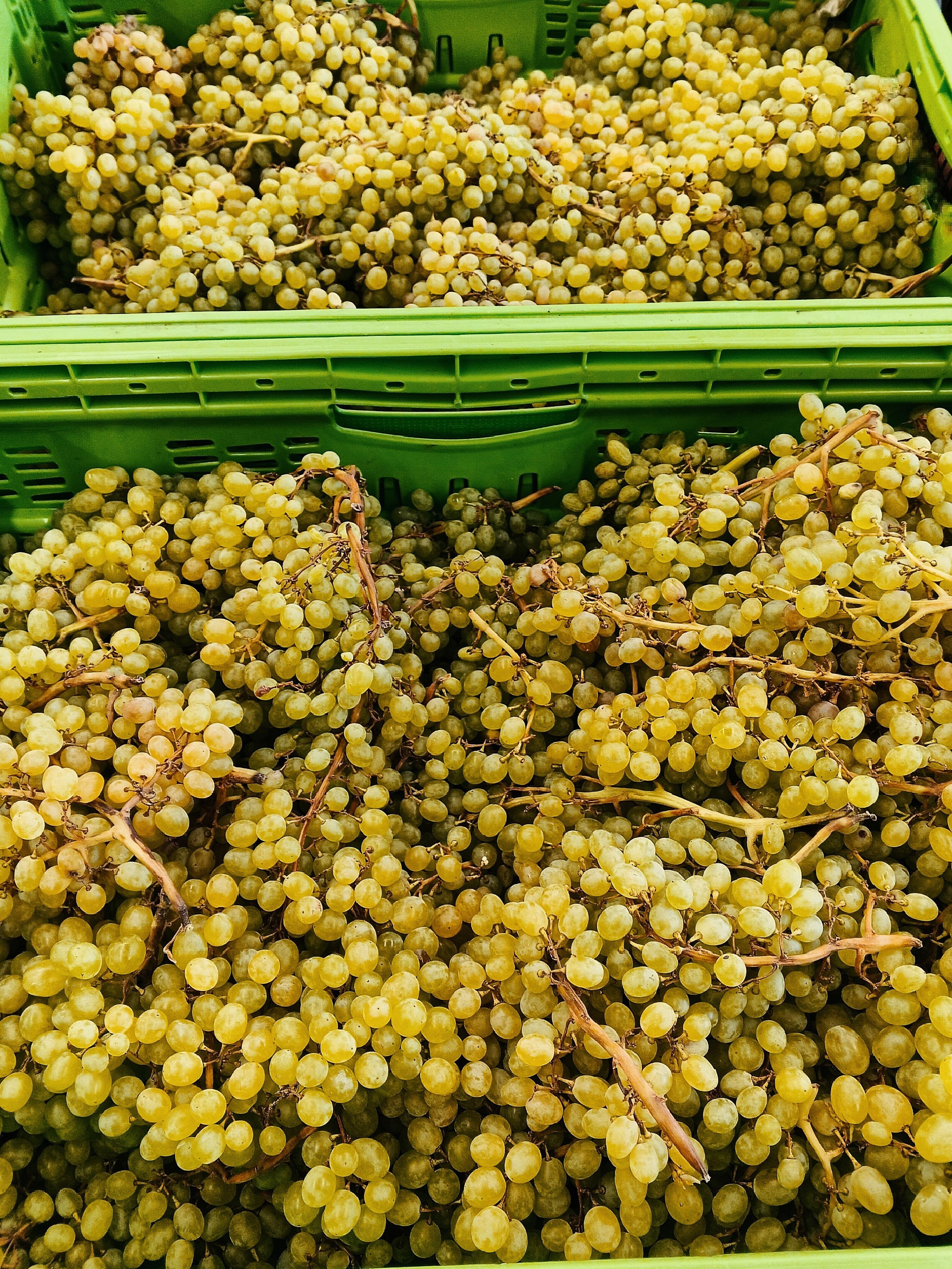 Tbilisi: Kakheti Rtveli Harvest, Wine & Georgian Supra Tour 3