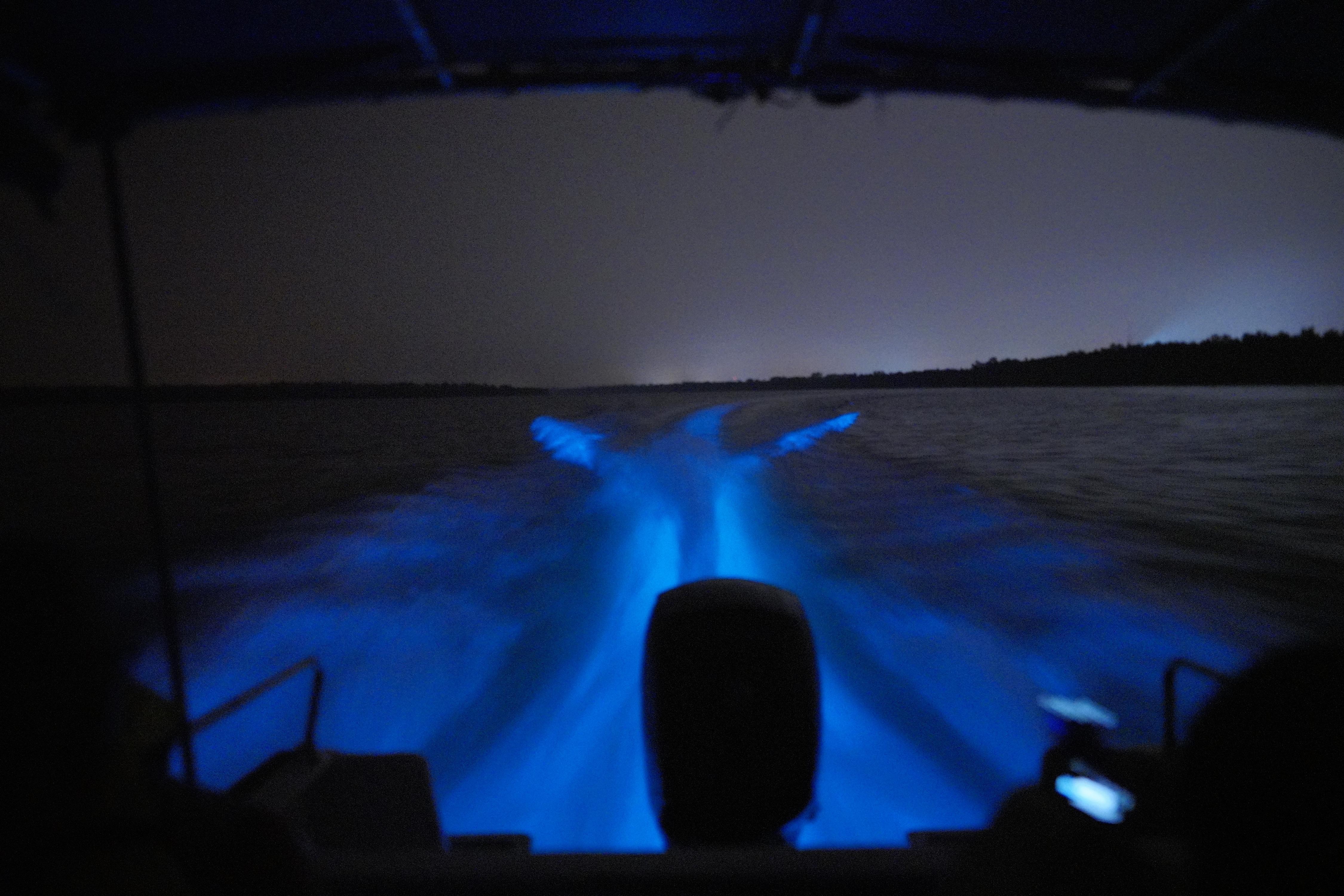 Magical Blue Tears Night Boat Tour in Kuala Selangor 2