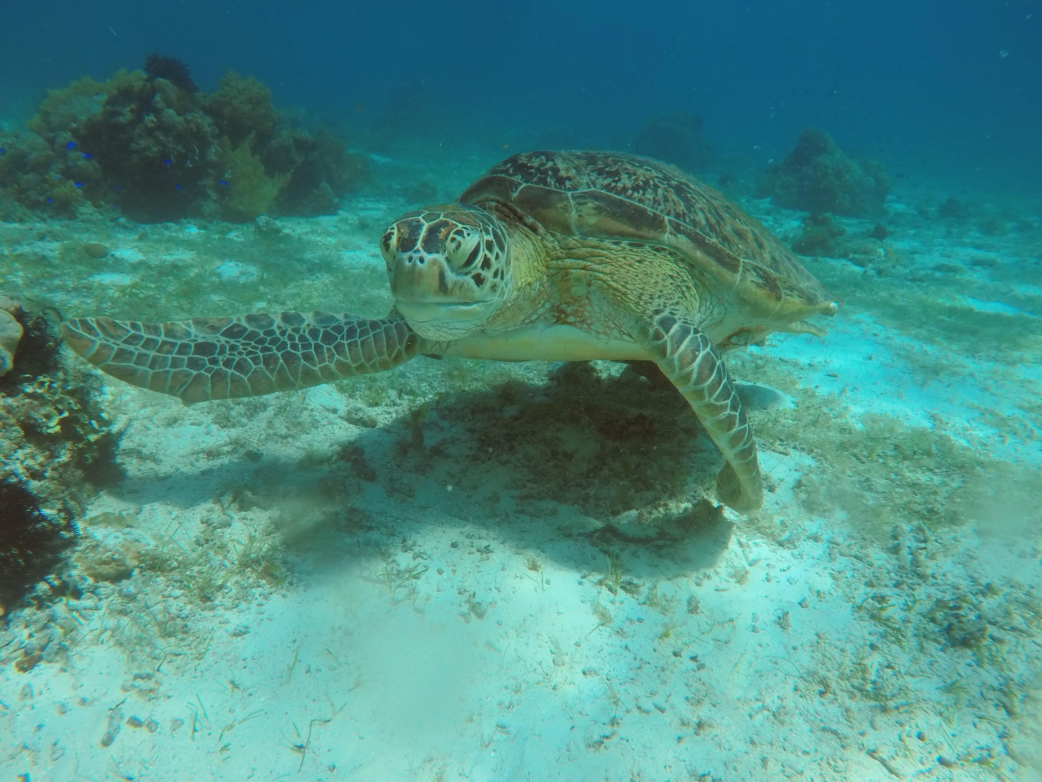 Panglao: (w/ BBQ Lunch) Snorkel with Turtles, Visit Sandbar 3