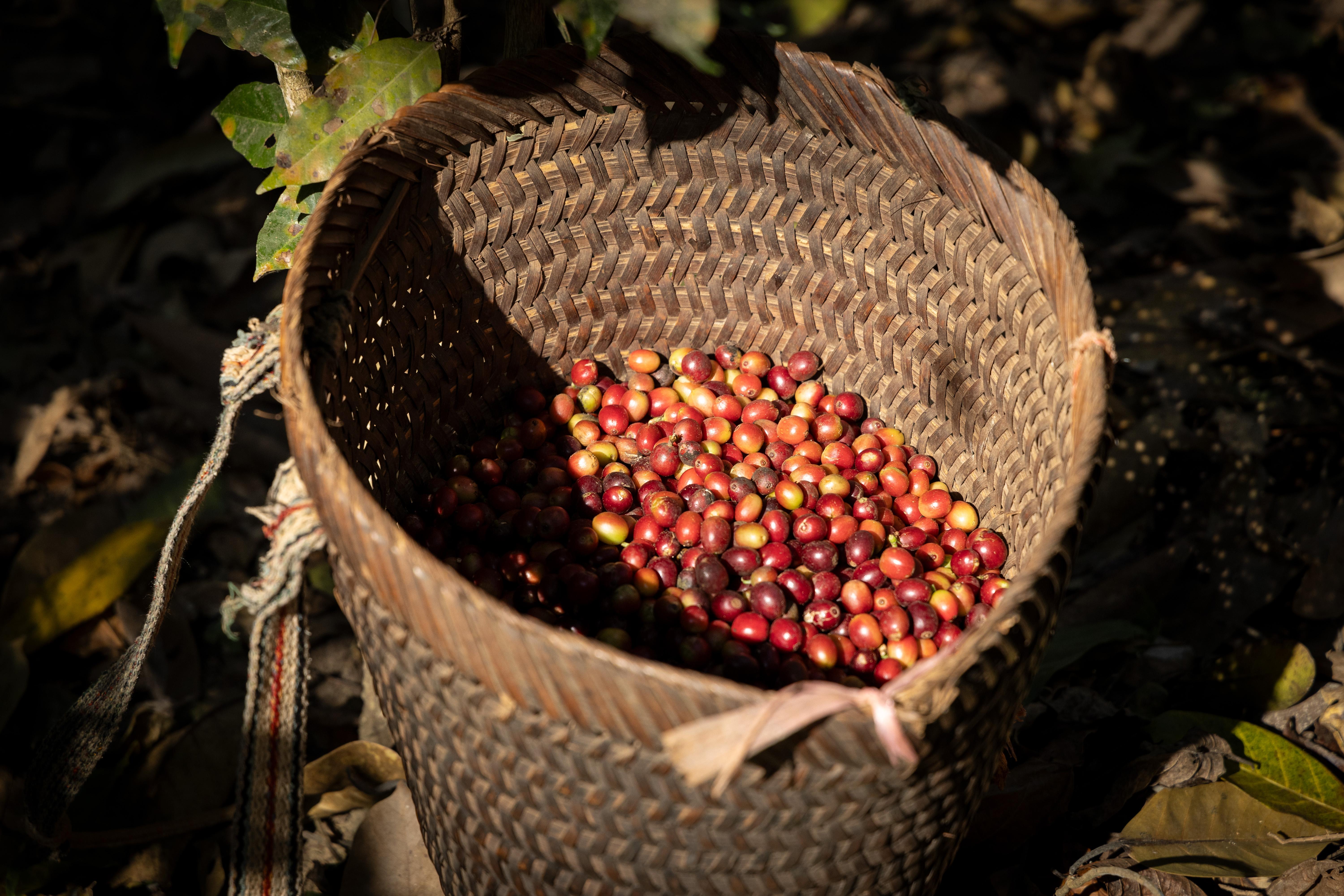 Luang Prabang: Coffee Farm Tour with Roasting & Workshop 3