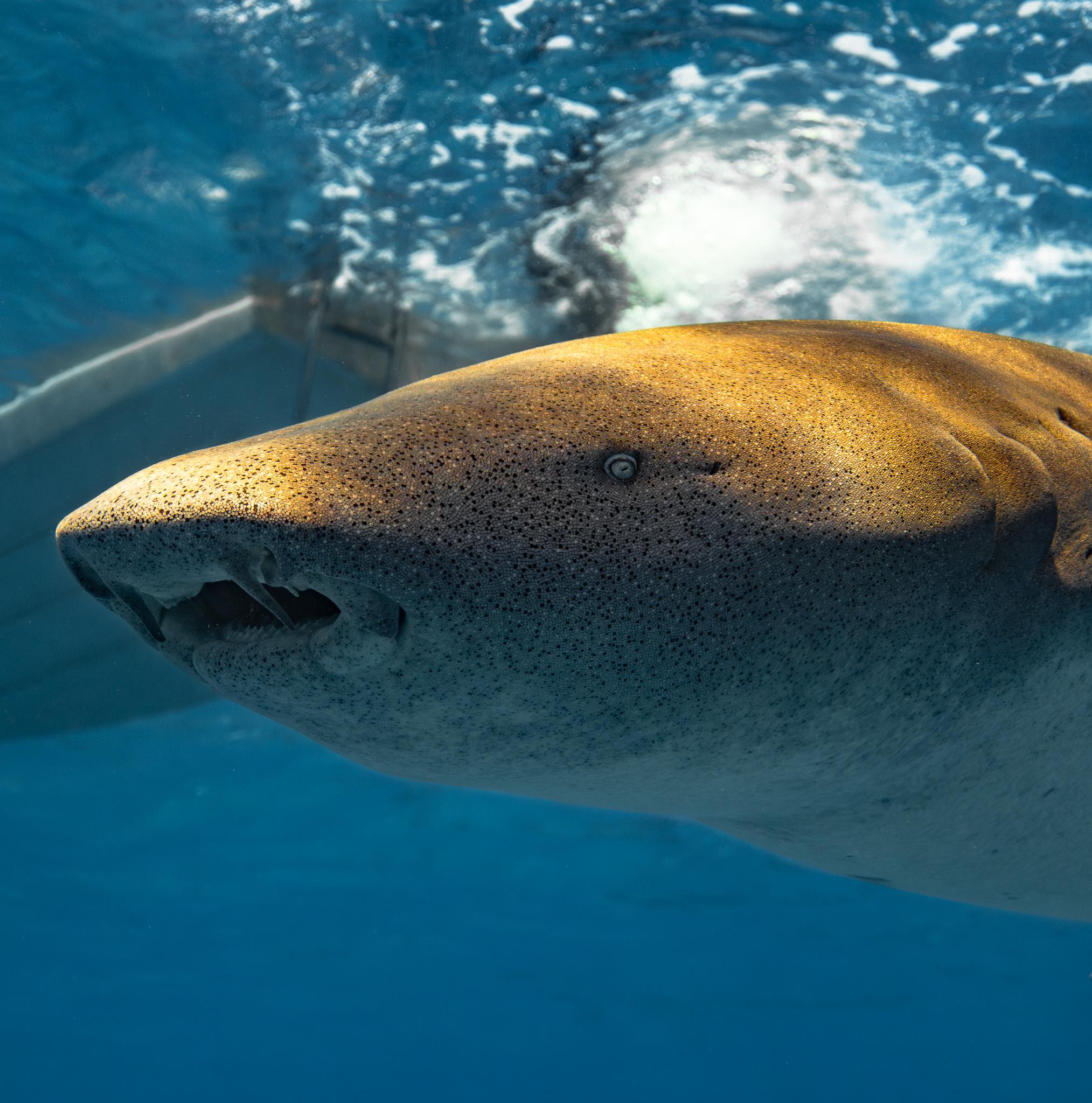 Hulhumale: Snorkeling Experience Nurse Shark 3