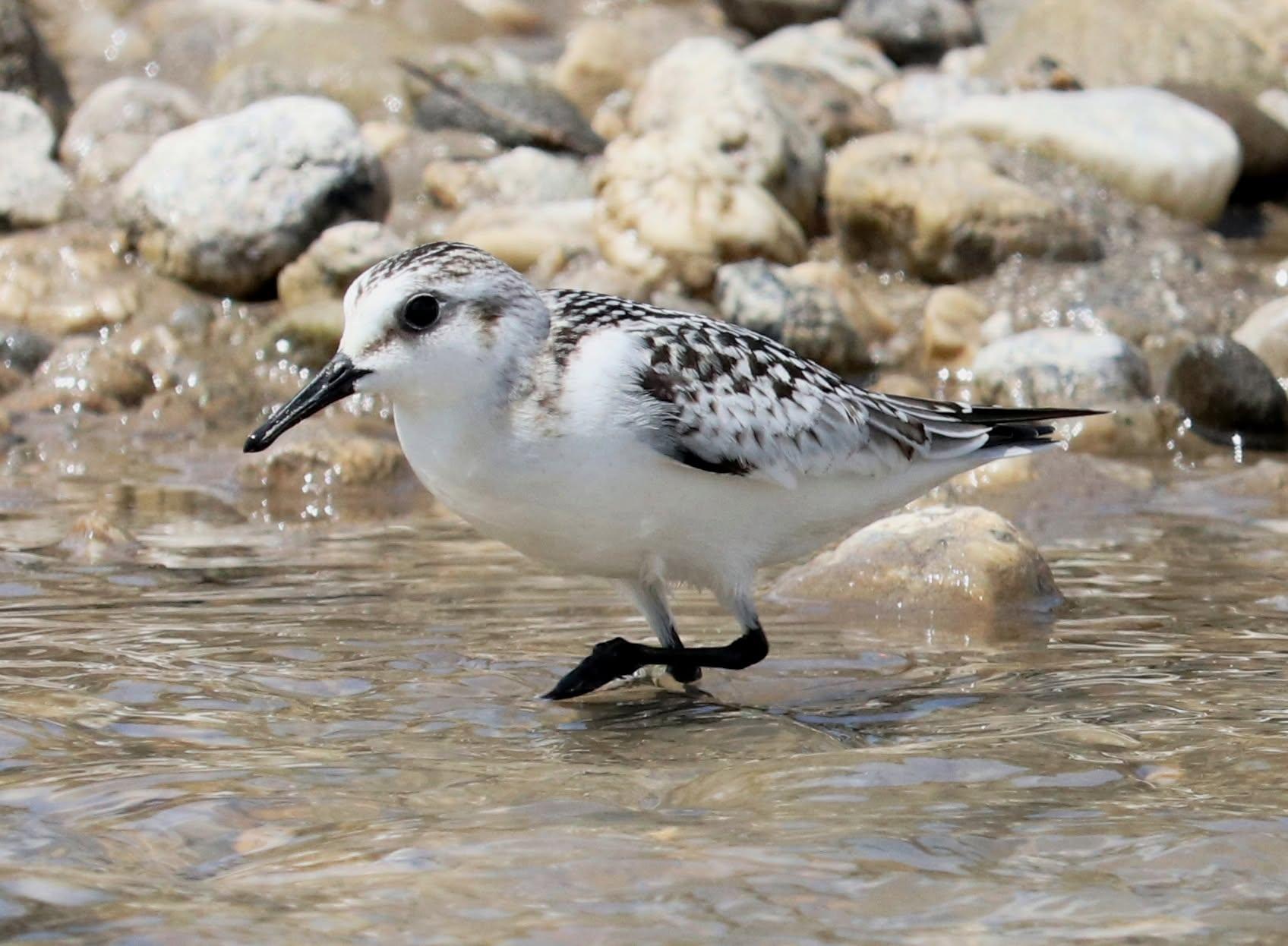 From Kathmandu: Private Dawn Birding Tour to Phulchowki Hill 3