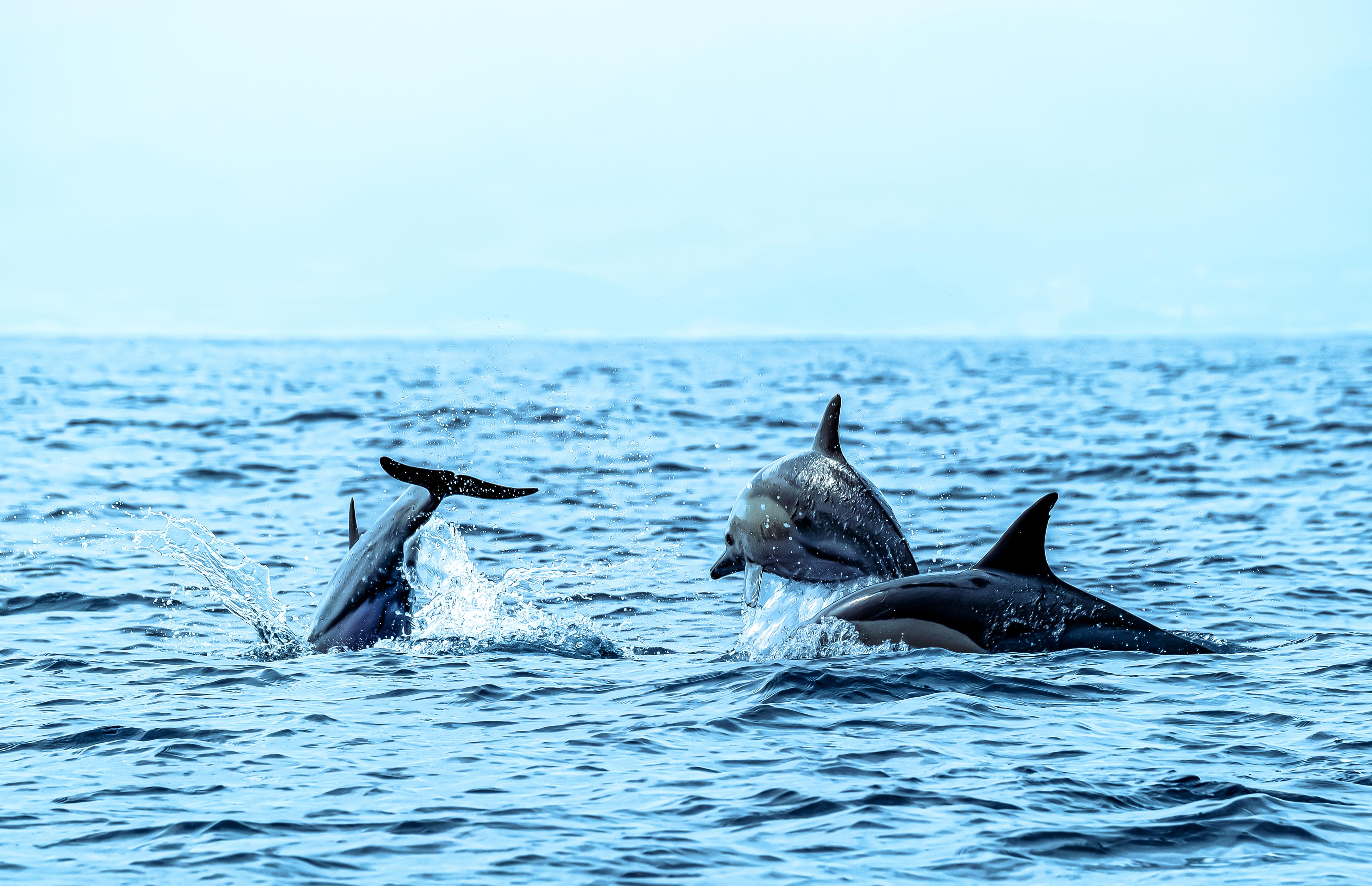 Muscat: Dolphin Watching and Snorkeling Trip