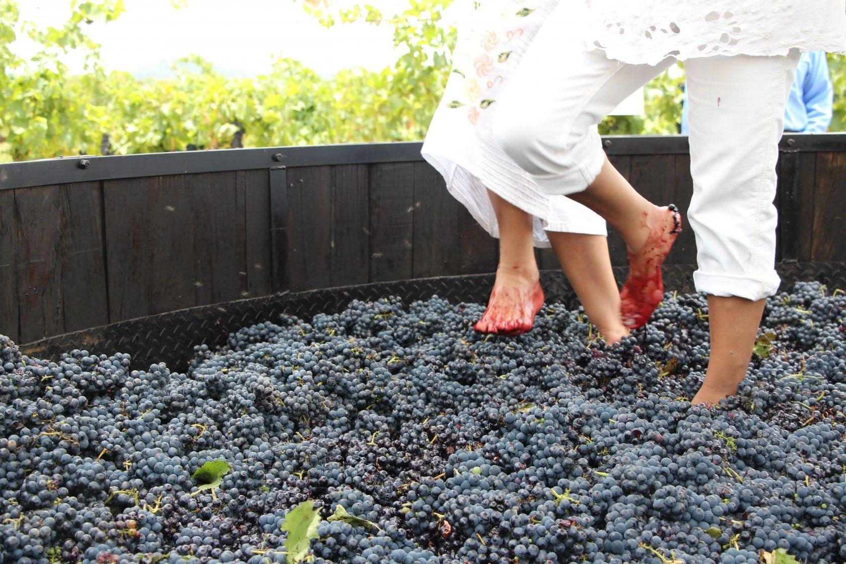Kakheti: Grape Harvest, Wine Pressing & Bread Baking 2