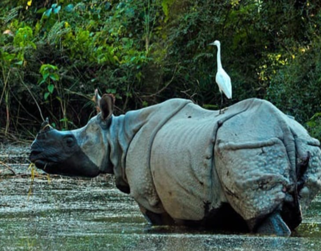 Bardiya: 7-Day Royal Bengal Tiger & One-Horned Rhino Safari 2