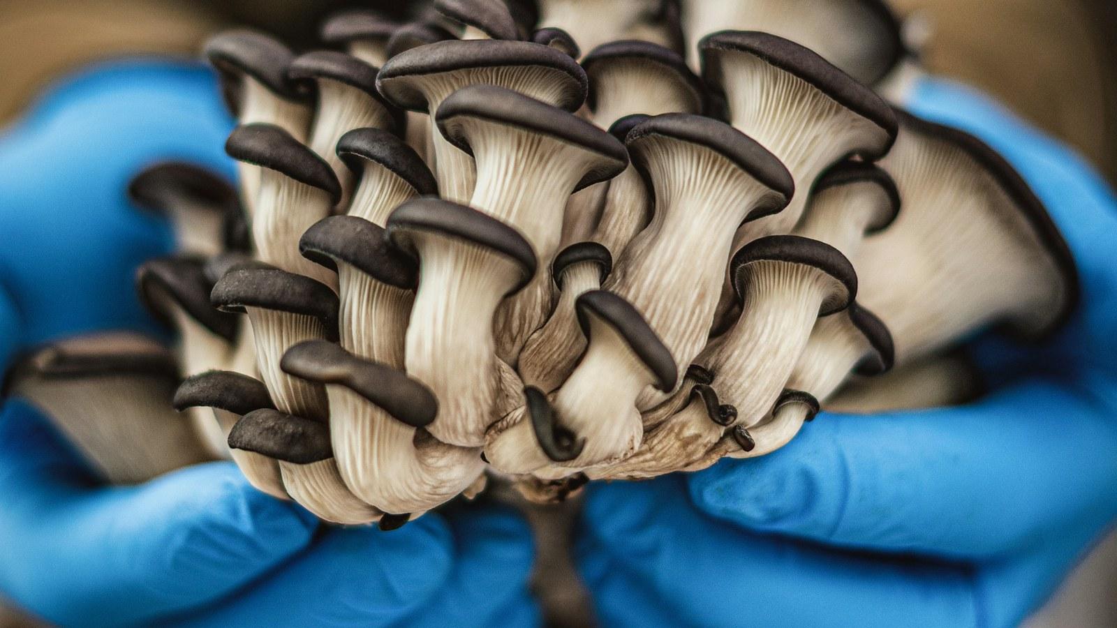 Shanghai: Mushroom Farm Discovery & Picking Private Trip 2