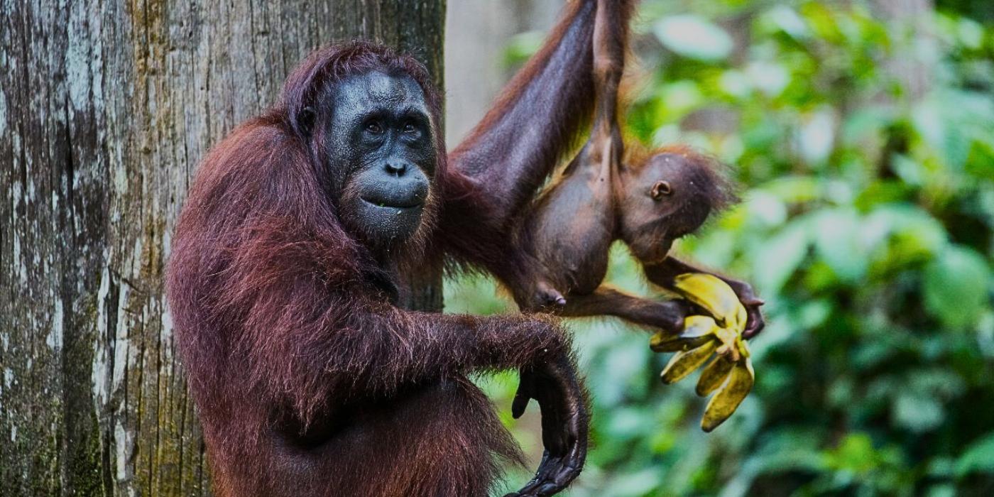 Sepilok Orangutan & Sun Bear Half-Day Tour 2