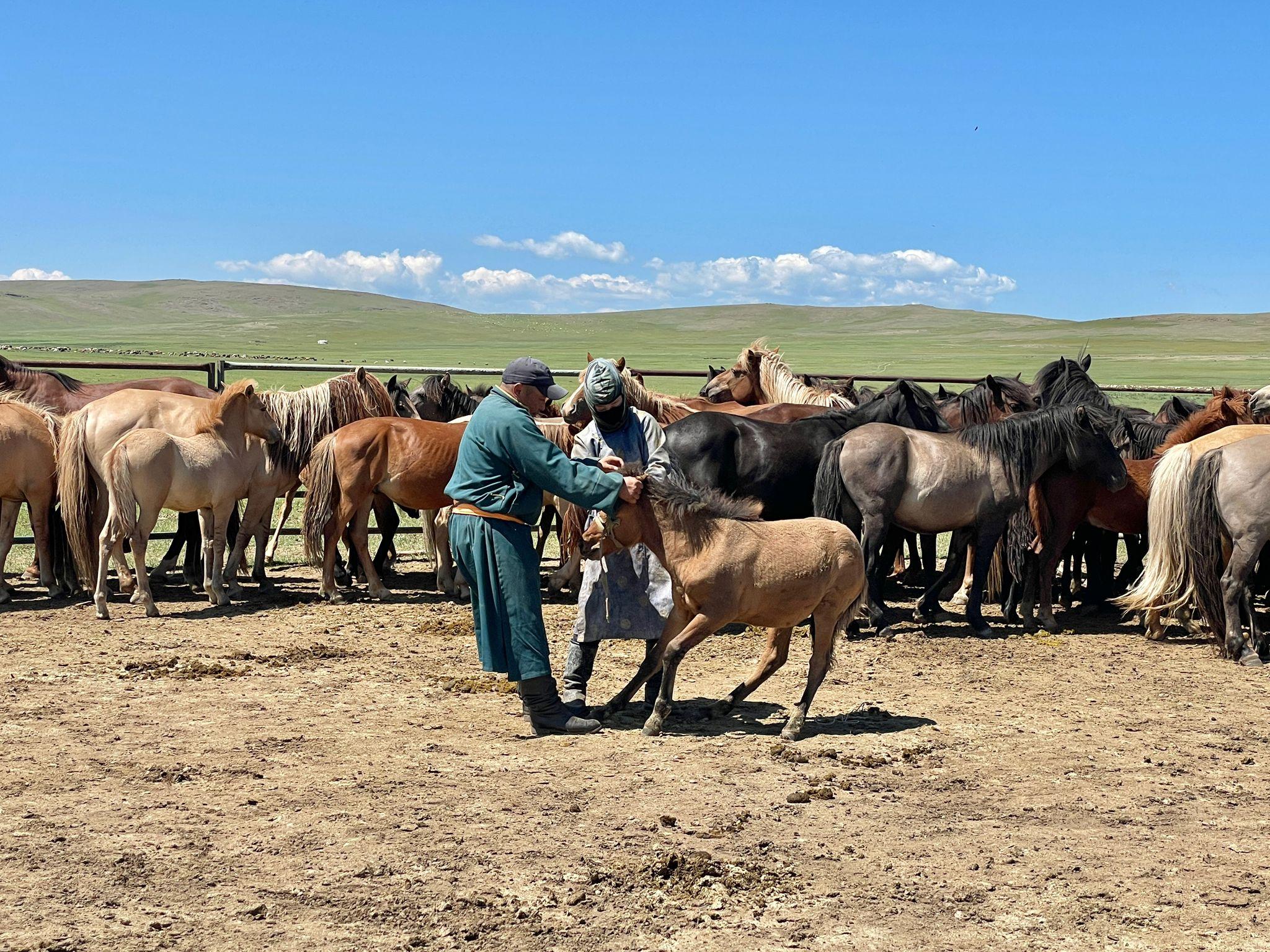 Nomadic Mongolia: Gobi, Steppe & Heritage Tour 2