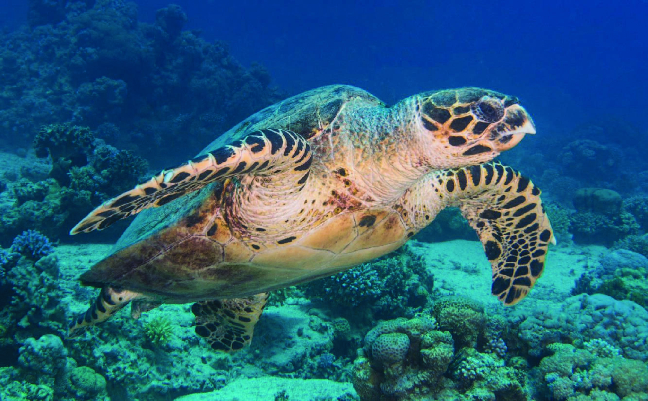 3 Hours Diving & Snorkeling Trip With Private Beach Access 2