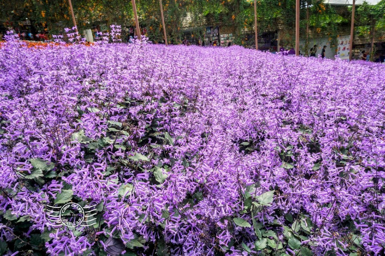 Ipoh: Cameron Highlands Day Trip with Lunch 3