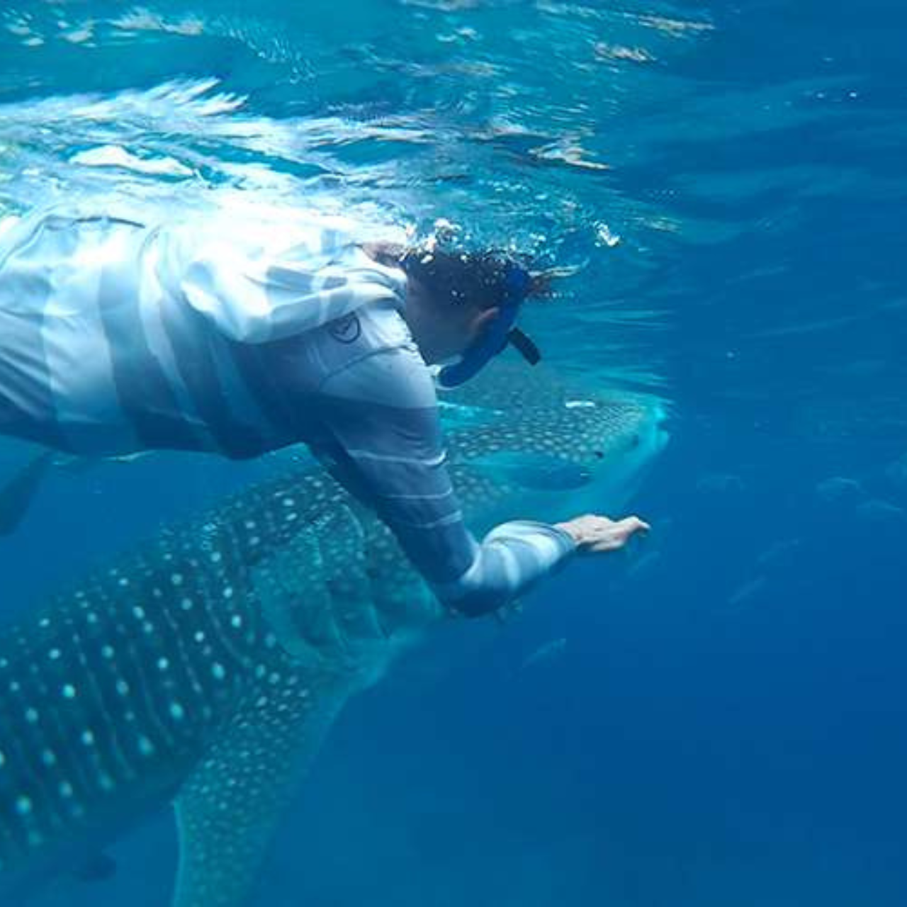 Cebu: Oslob Whaleshark Experience Shared Tour