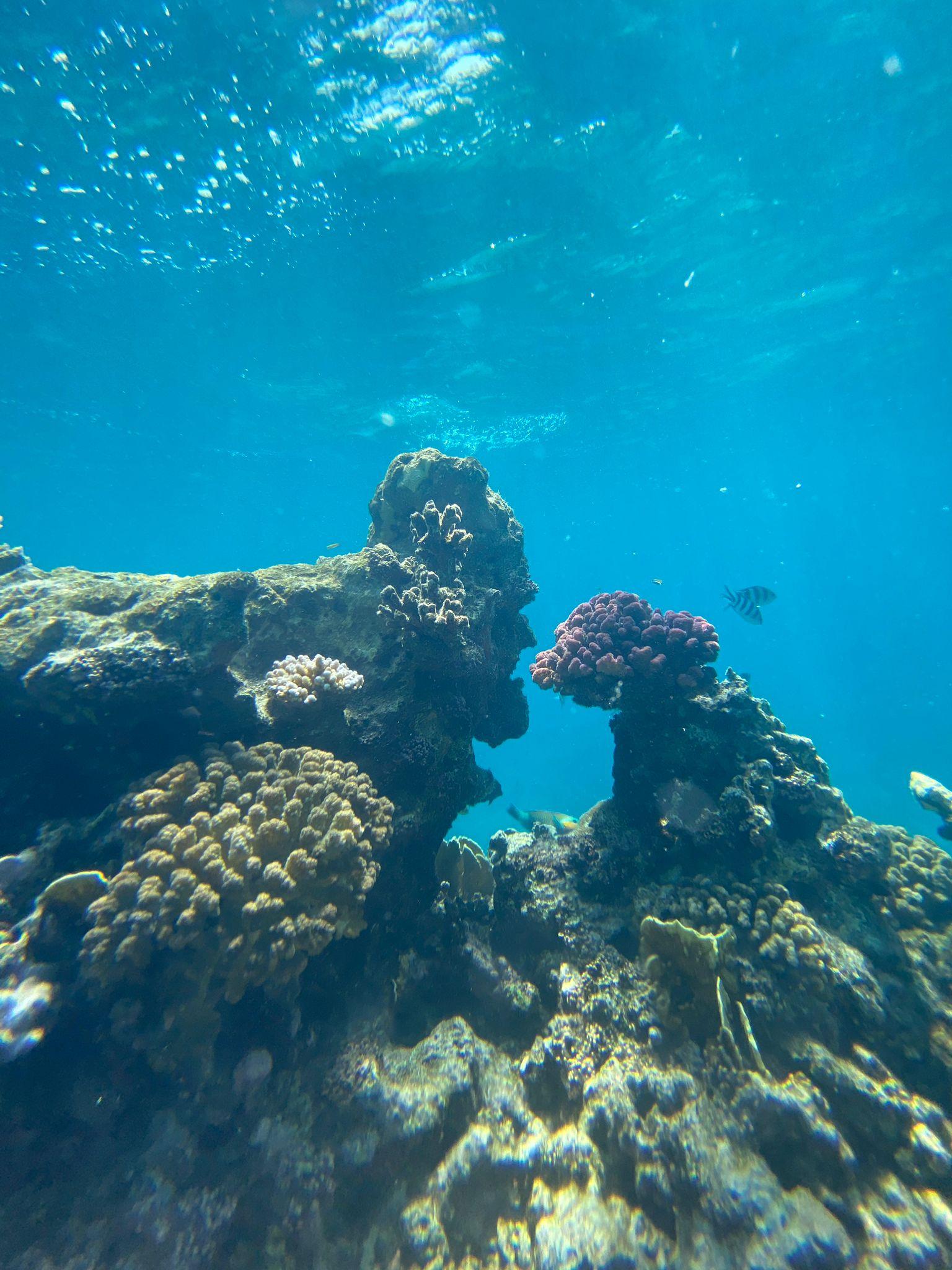 Jeddah: Beginner Scuba Diving Course with Certification 3