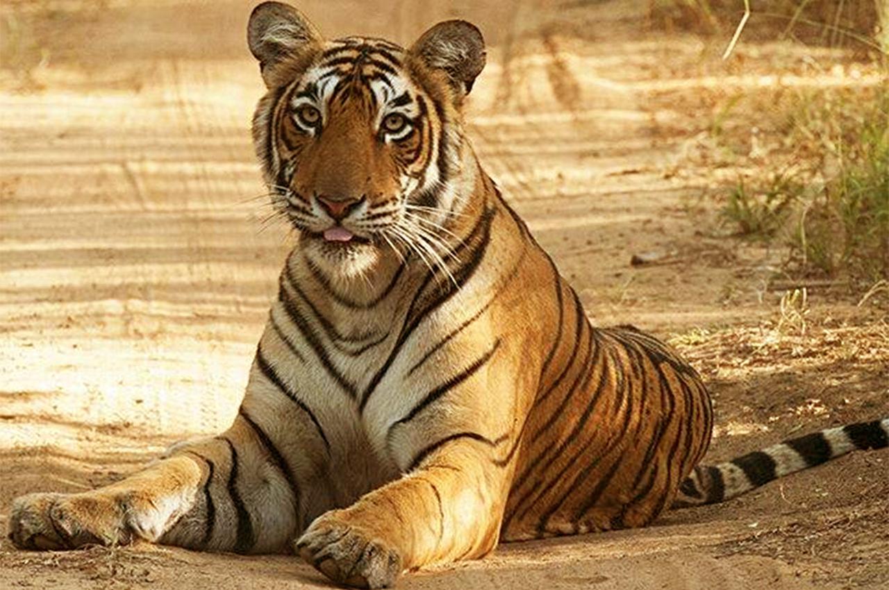 From Jaipur: private ranthambore tour by car 3