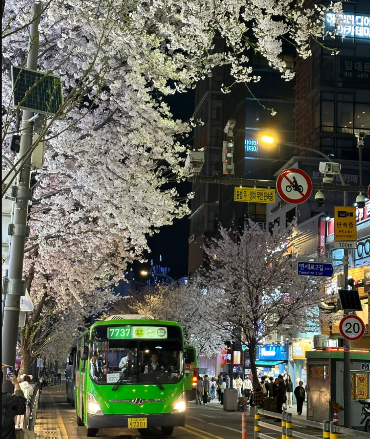 Seoul City Cherry Blossom Private Sightseeing Tour 3