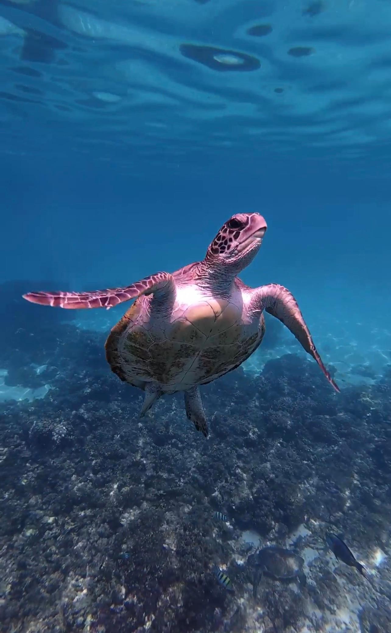 From Muscat: Daymaniyat Islands Turtle-Spotting Snorkel Tour 2