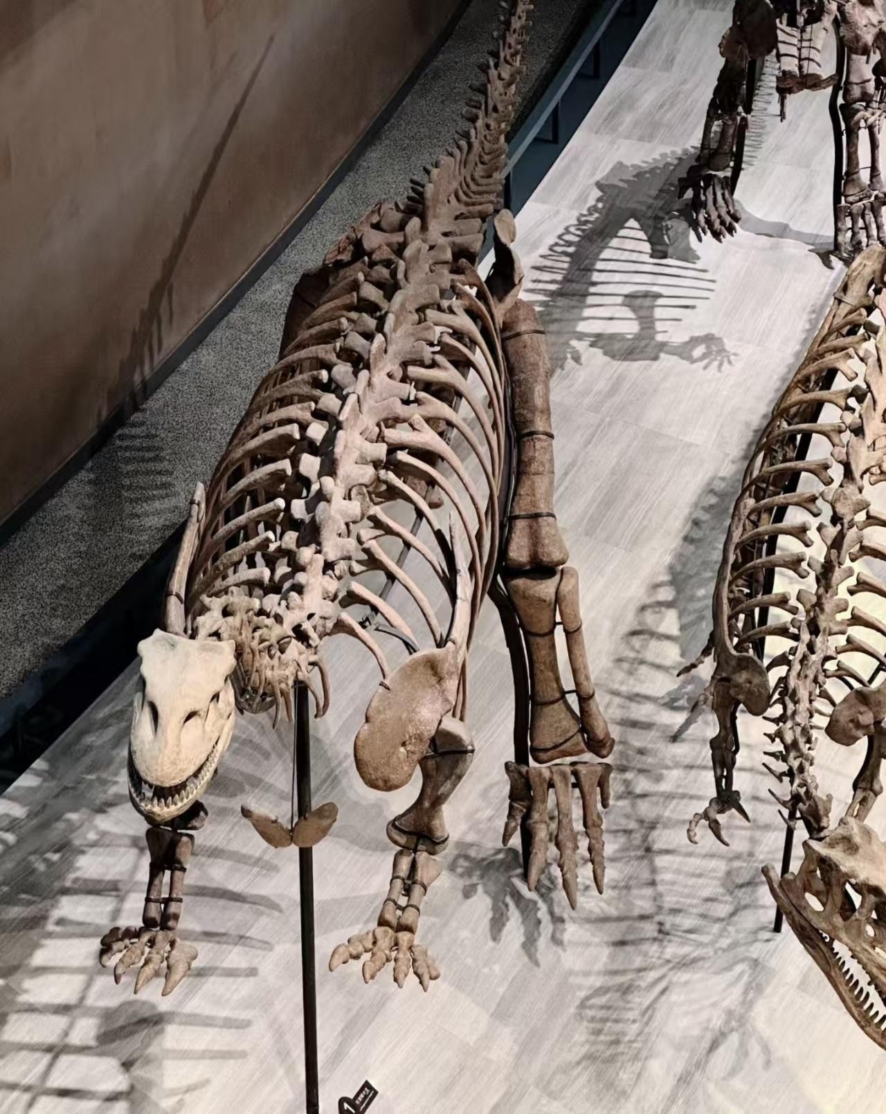 Shanghai: Natural Museum & Alleys Guided Tour w/ Transfer 2
