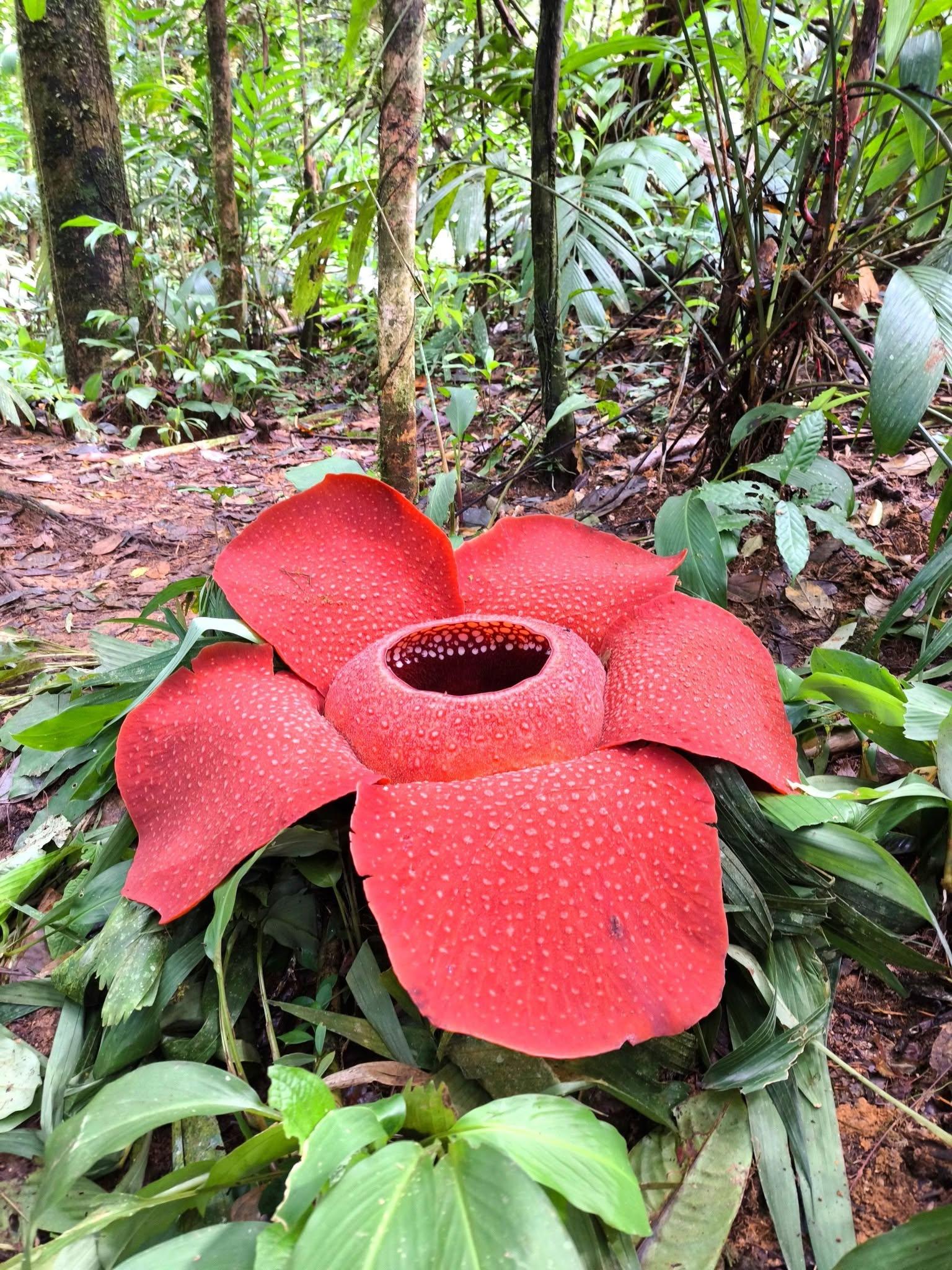 From Cameron Highlands: Rafflesia Trek with 4WD Transfer 2
