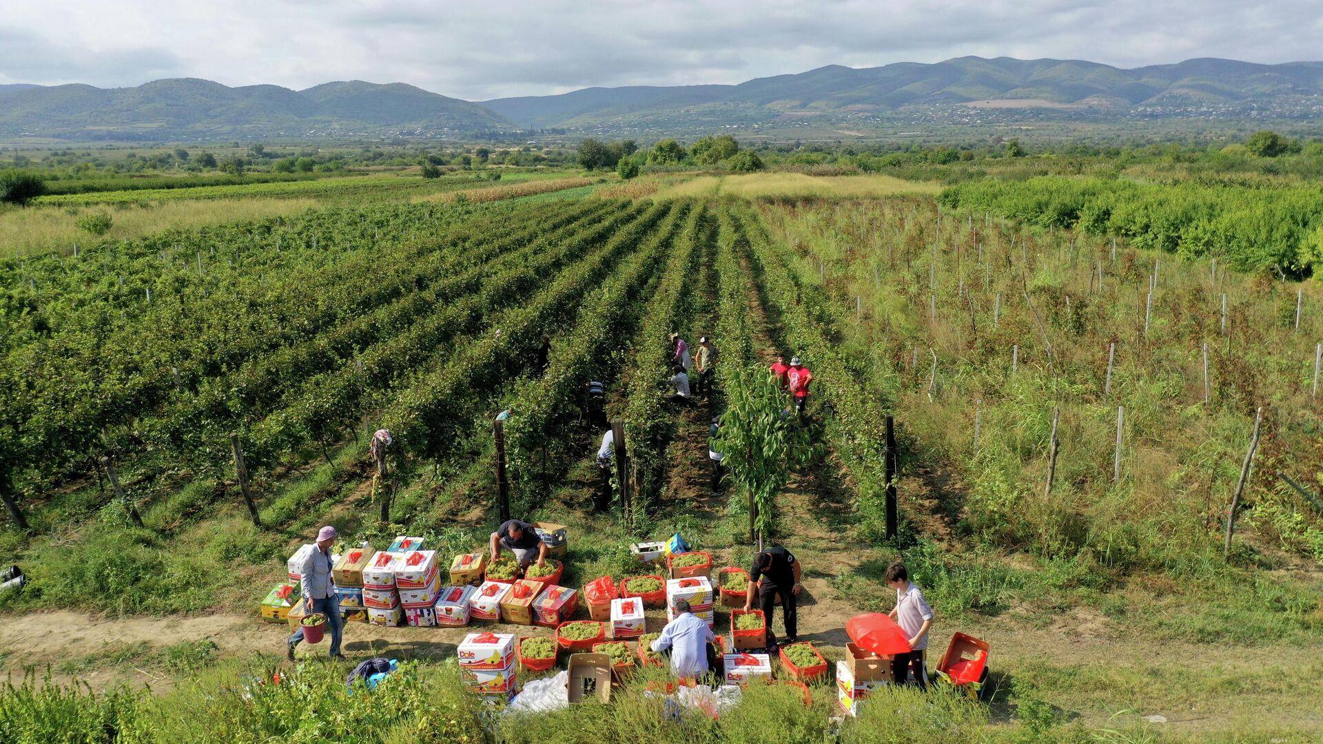 TBILISI: Kakheti wine tour with wine tasting and lunch 2