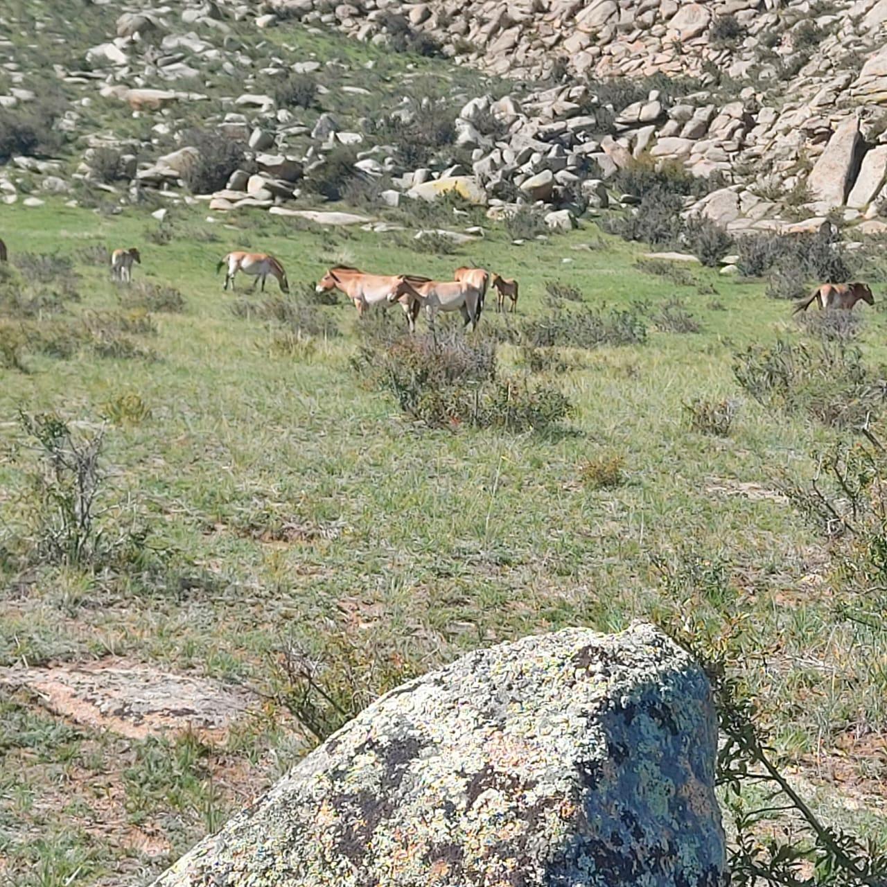 Ulaanbaatar: Khustai NP, Semi Gobi & Kharkhorin Tour 3