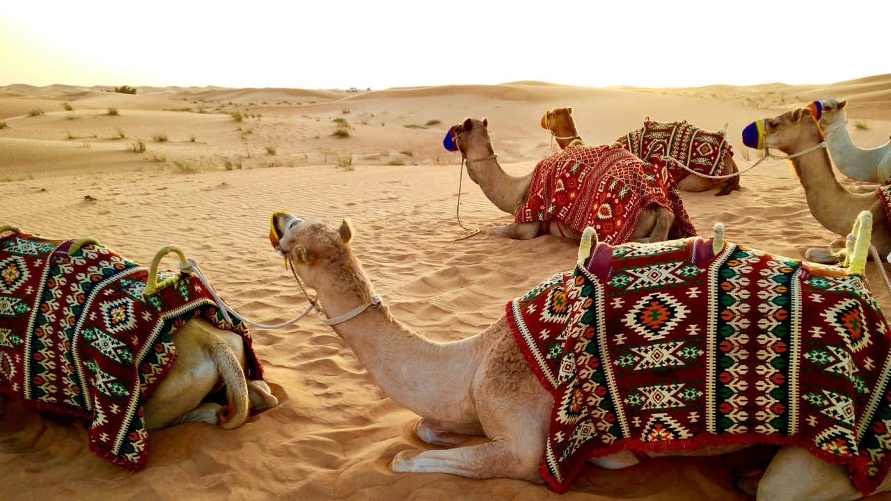 Doha: Desert Safari with Lunch or Dinner by the Seaside 3