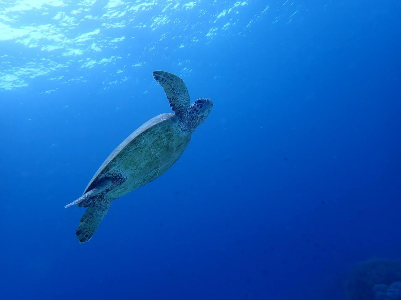 Moalboal Sardine Run, Sea Turtle & Mantayupan Falls 2