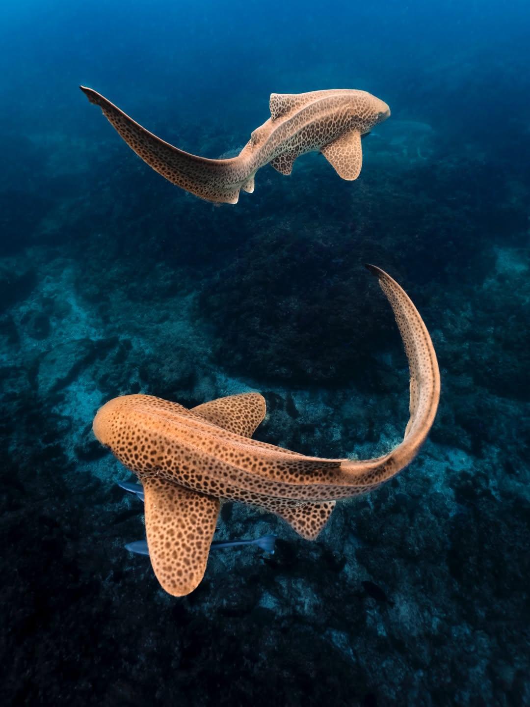 Scuba Diving in Muscat
