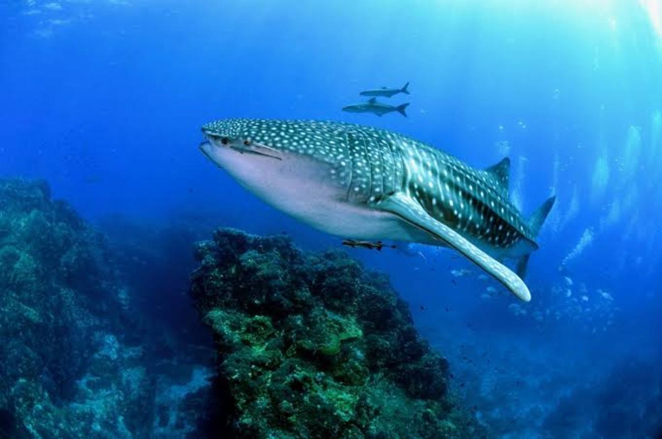 Cebu: Oslob Whaleshark Scuba Diving & Sumilon Sanctuary 3
