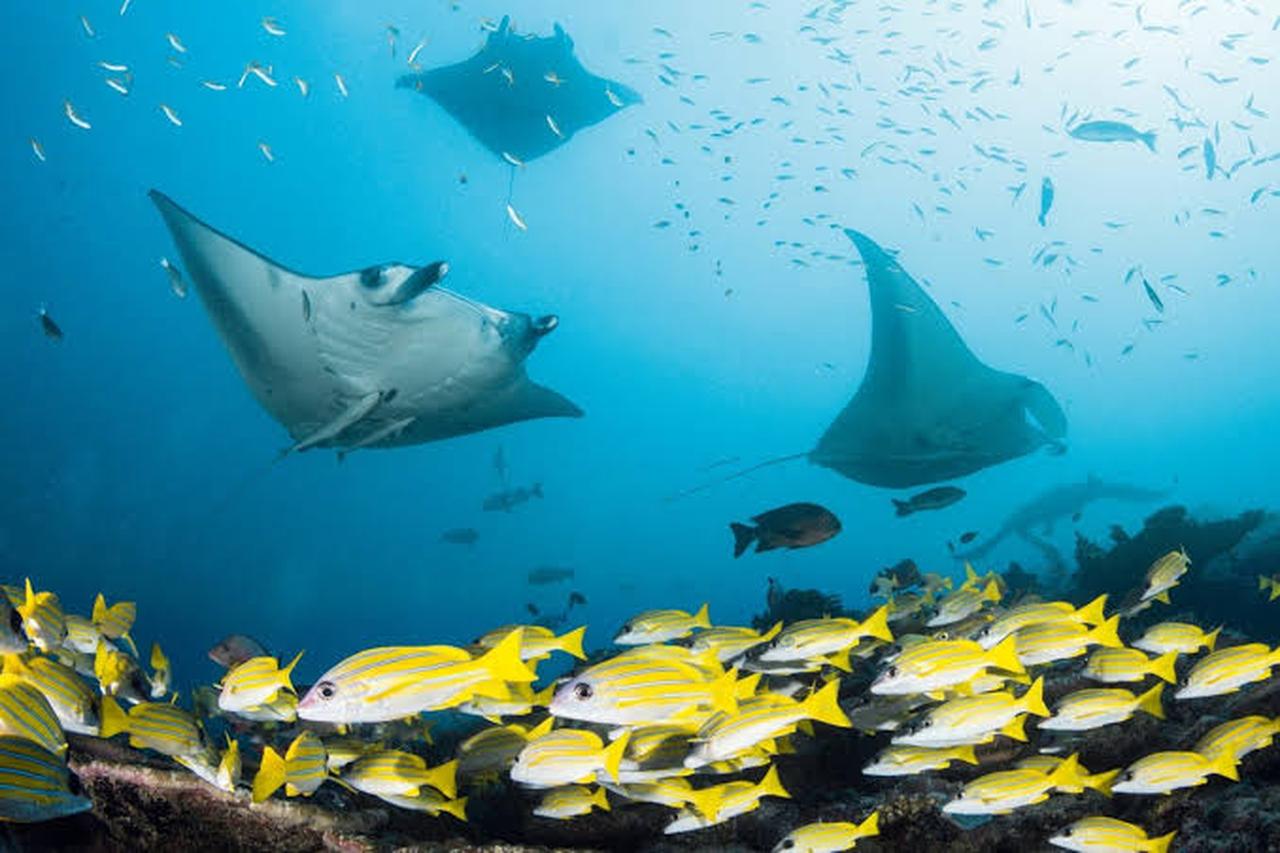 Male: UNESCO Hanifaru Bay, Mantas, Reefs & Dolphins 2