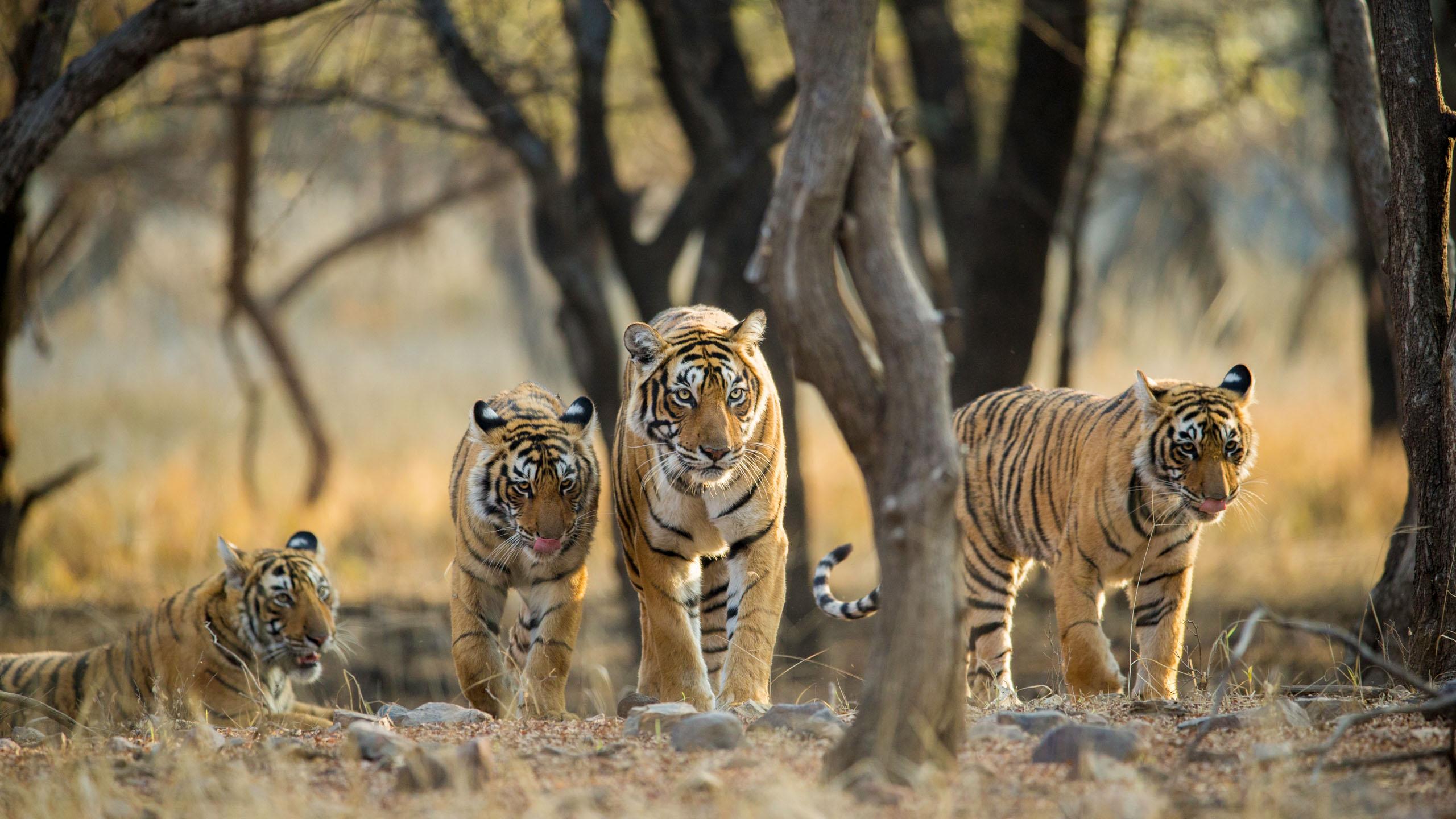 From Jaipur: Private Ranthambore Day Trip with Tiger Safari 3