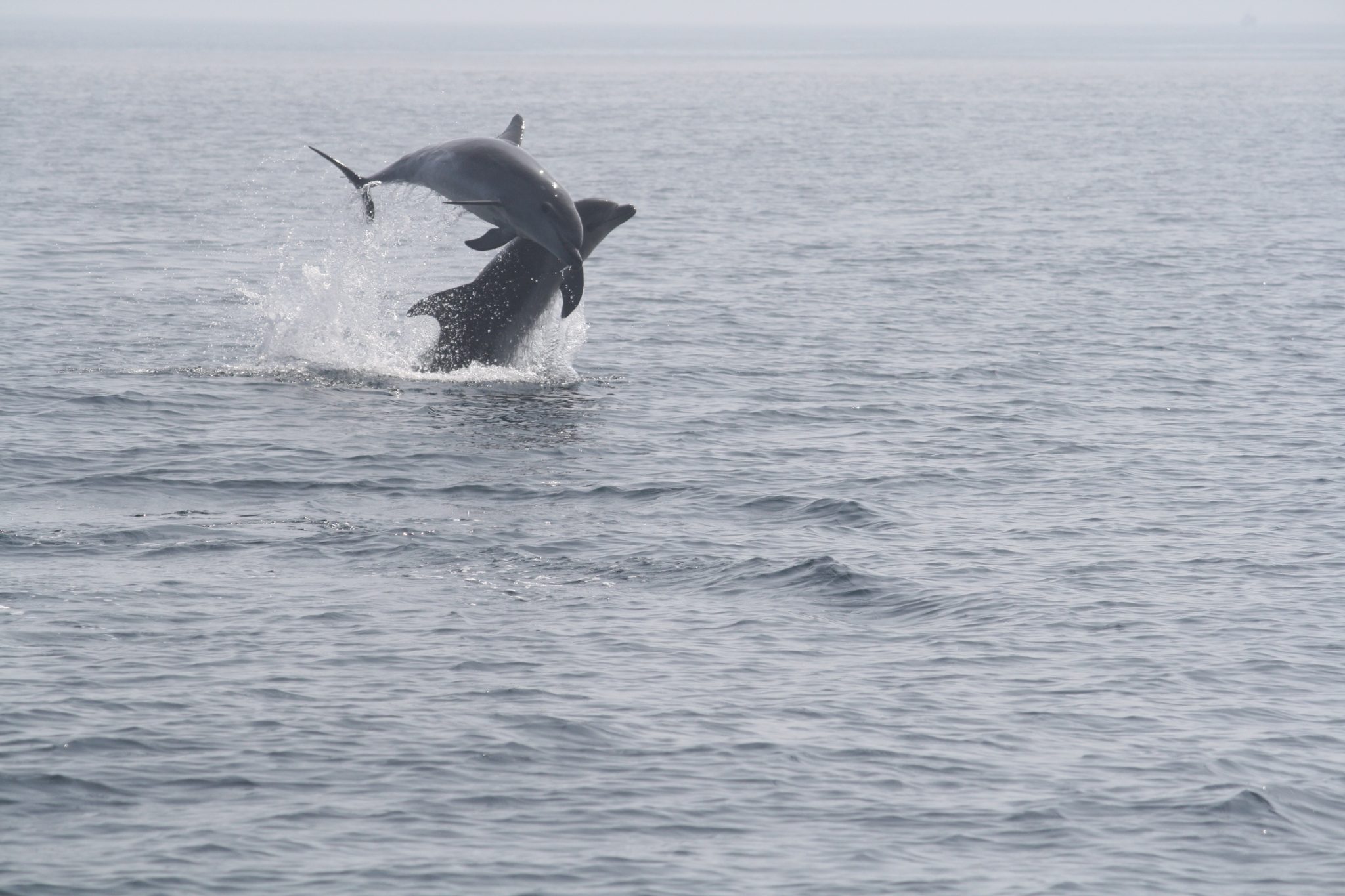 Dolphin Watching Tour 2