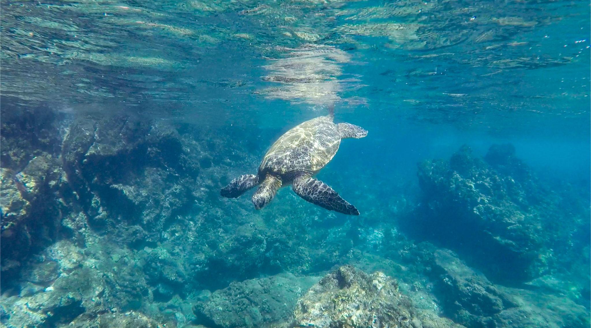 Salalah: Discover Mirbat's Snorkeling Paradise Guided Tour